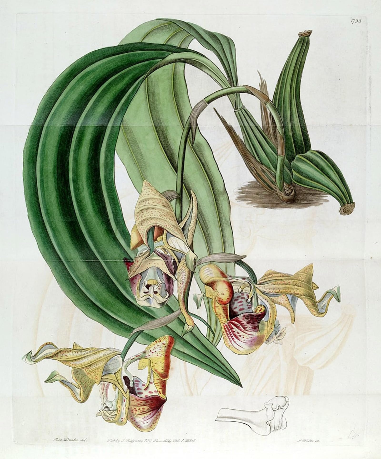 SERENDIPITP Retro Picture Poster Wall Art Pictures Painting Coryanthes Maculata by Famous Artist Wall Art Canvas Print for Wall Decor 60x90cm