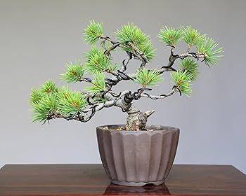 Amazon.co.jp: 吾妻五葉松『大巓性』小品盆栽【泰寿園Online