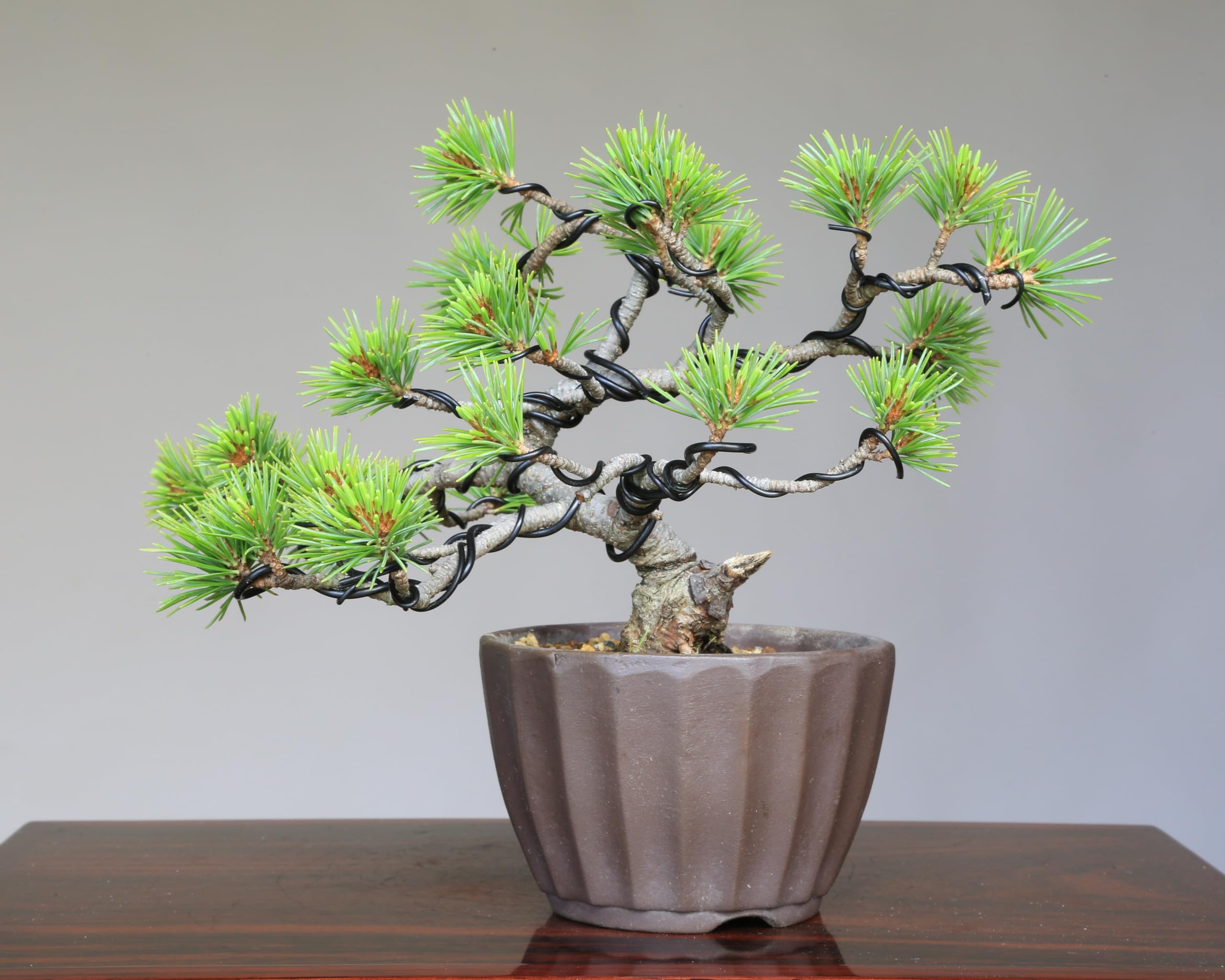 【大品 五葉松盆栽】真柏　　　　⭕吾妻五葉 (短葉)抜群❗ Yahoo!オークション - 吾妻五葉松 五葉松 葉性抜群 五葉松盆栽 盆栽