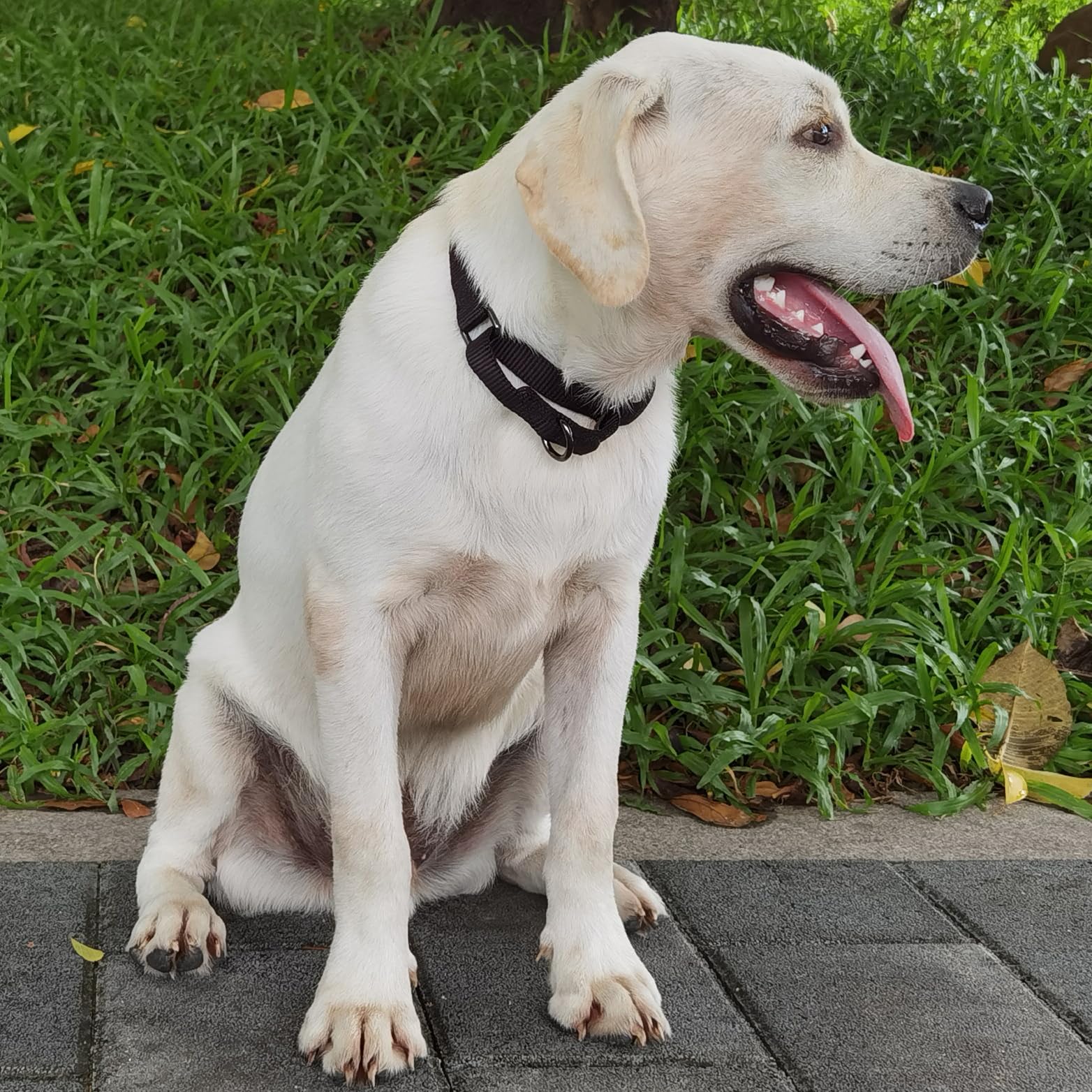 Collares de perro martingala ajustables de nailon, collar de perro cómodo y sedoso con clip resistente para perros activos. (negro, mediano)