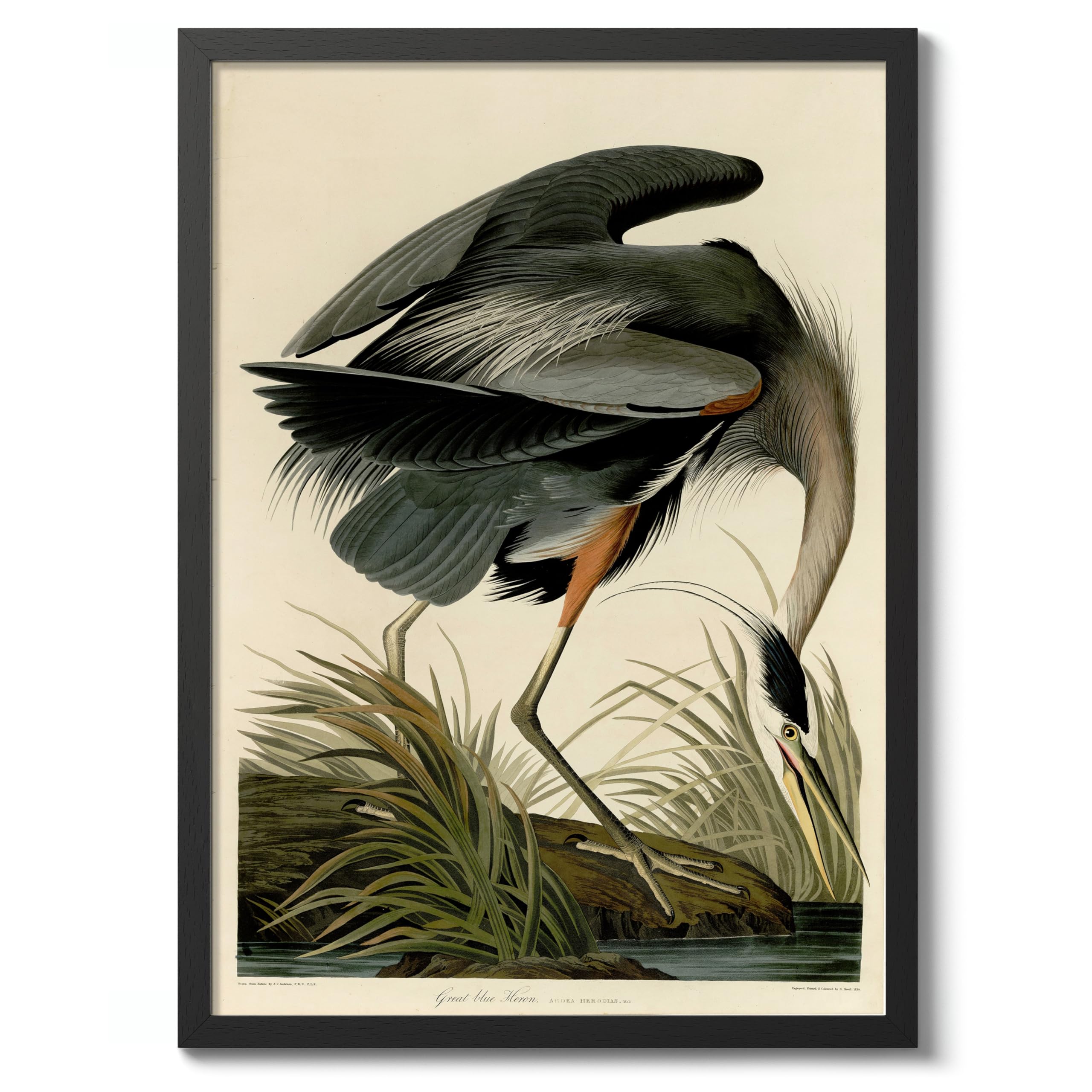 Great Blue Heron Poster John James Audubon Vintage Bird Illustration Antique Print Ornithology Art, Archival Matte, A4 (Black Frame) - 29.7x21cm