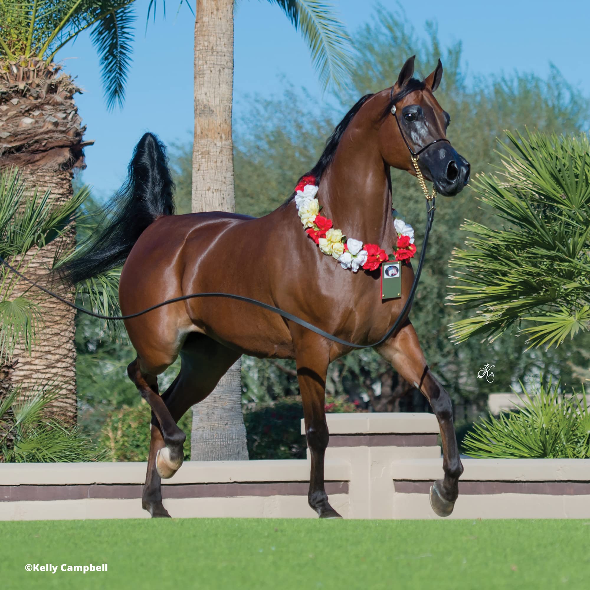 Breyer Horses Traditional Series RD Marciea Bey | Pferde-Spielzeugmodell | 35,6 x 25,4 cm | Maßstab 1:9 | Modell #1873