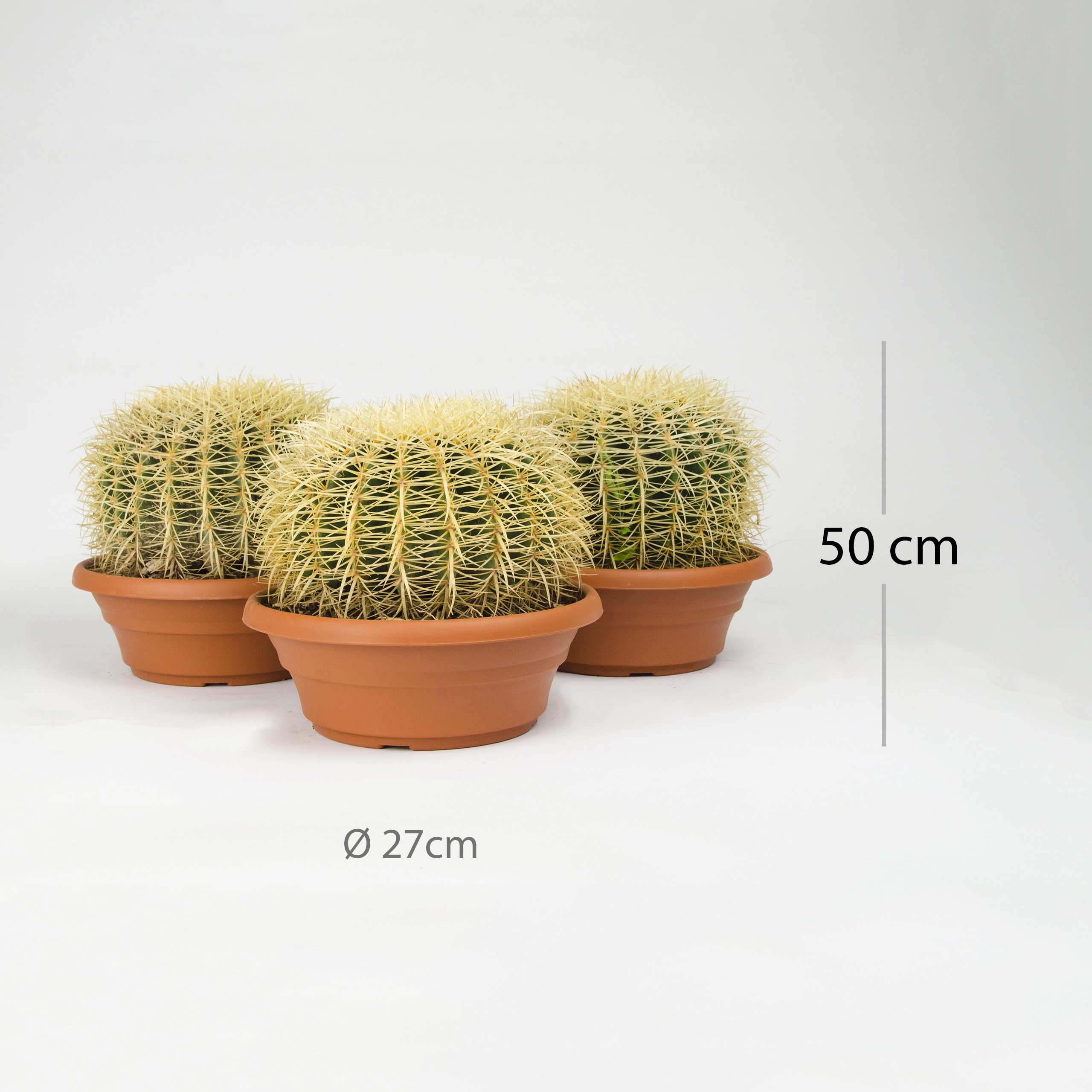 Iflo® Goldkugelkaktus Echinocactus grusonii Schwiegermutterstuhl XXL ca. 30-50 cm Höhe im Ø27 cm Topf – Pflegeleicht, selten gießen, echte lebende Zimmerpflanze