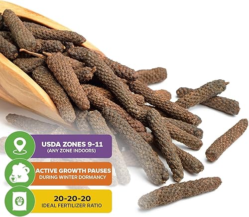 Miniatura 10 de Planta viva de pimienta negra - Piper nigrum - Planta de iniciación Wellspring Gardens