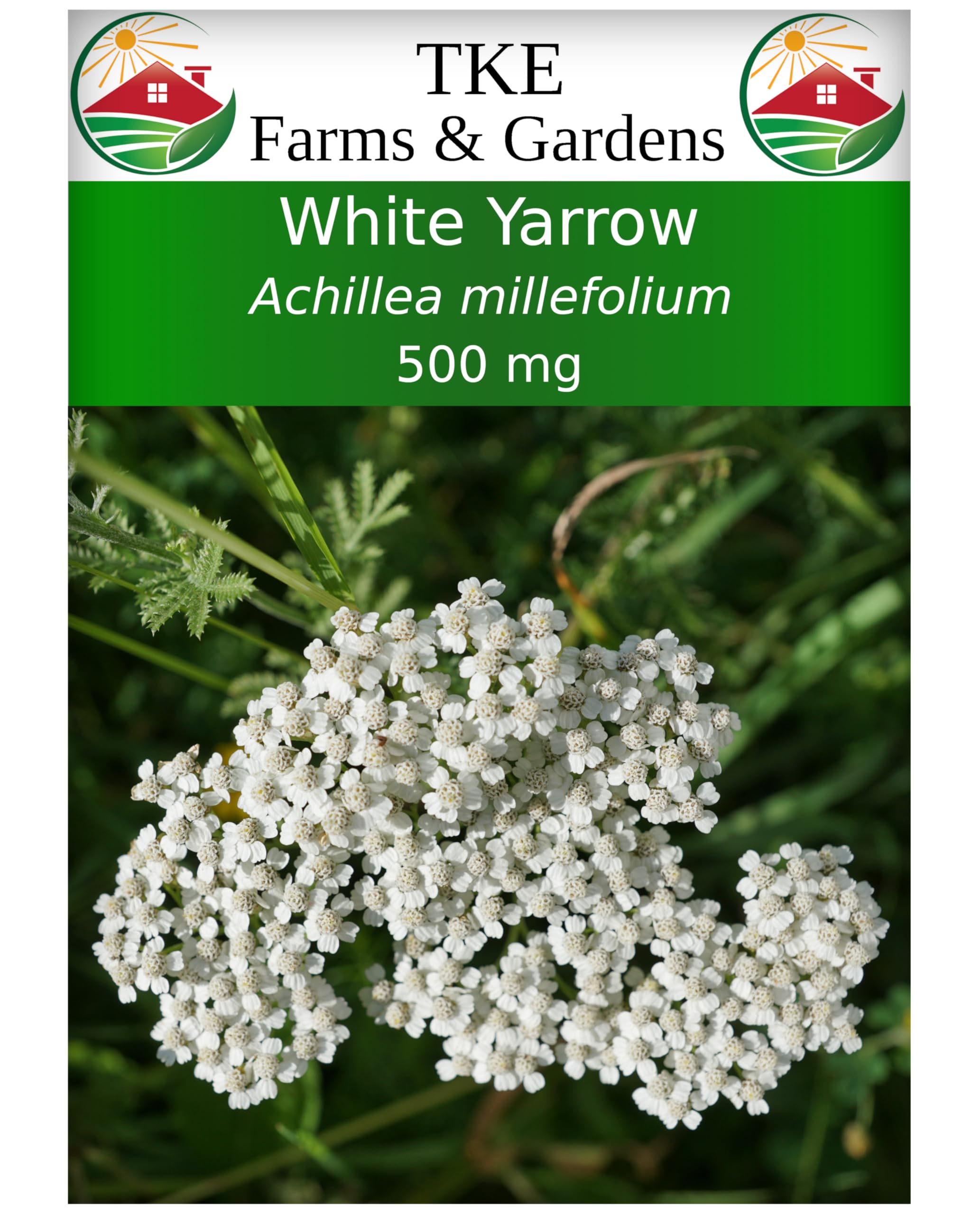 TKE Farms & Gardens - White Yarrow Seeds for Planting - 3000+ Non-GMO Heirloom Medicinal Herb Seeds, Enjoy Lush Blooms for a Stunning Garden, Cold-Hardy Perennial for Containers & Gardens
