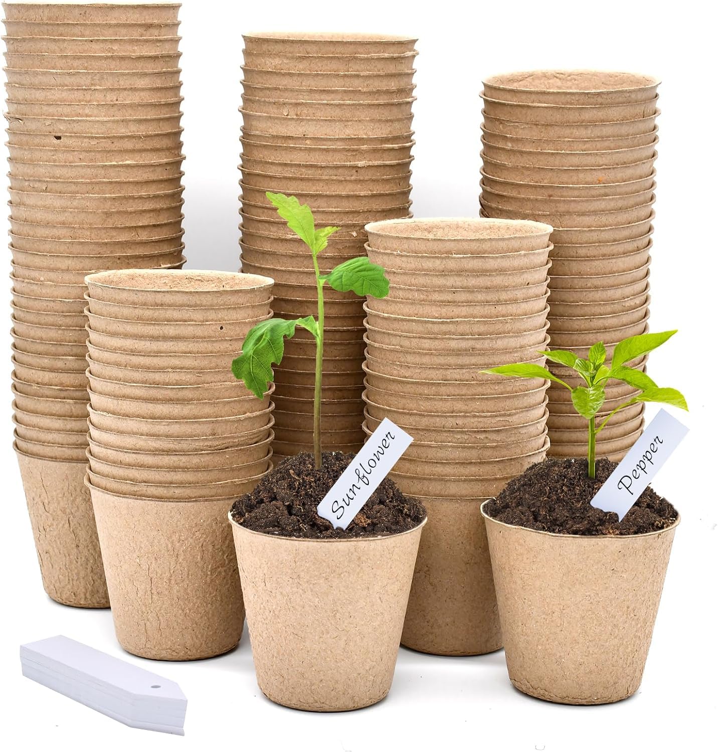 Latern White 100Pcs 8Cm Biodegradable Fibre Seed Pots For Seedling And Transplanting With 100Pcs Plastic Plant Labels ( 5Cm X1cm)