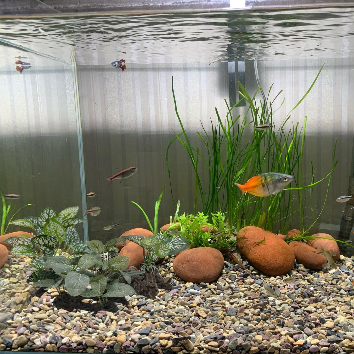 M2cbridge Plantes artificielles en Soie pour Aquarium - Herbe Aquatique - Décoration de Premier Plan (3 Herbes Vertes)