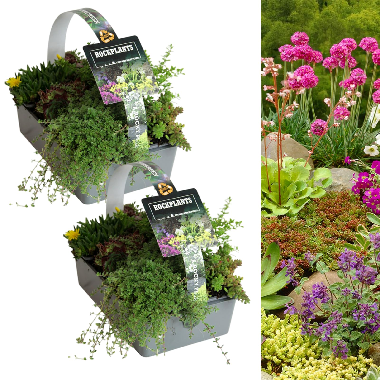 Carbeth Plants Alpine Rockplants Mix 6 Pack - Mixed Hardy Low Growing Rockery Evergreen Plants - Compact Drought Tolerant Perennials for Rock Gardens, Gravel Borders & Troughs (2)