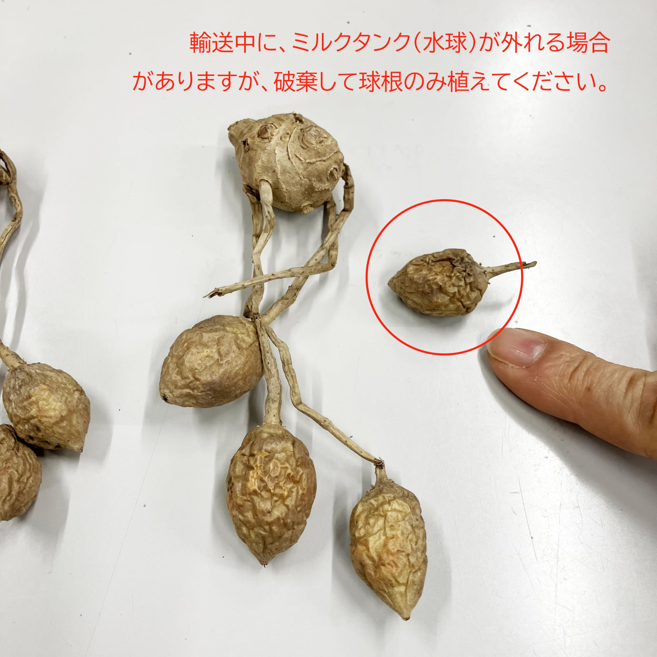 Amazon | クルクマ 球根 ロータスレッド 2球 夏の花 夏に咲く 夏に強い