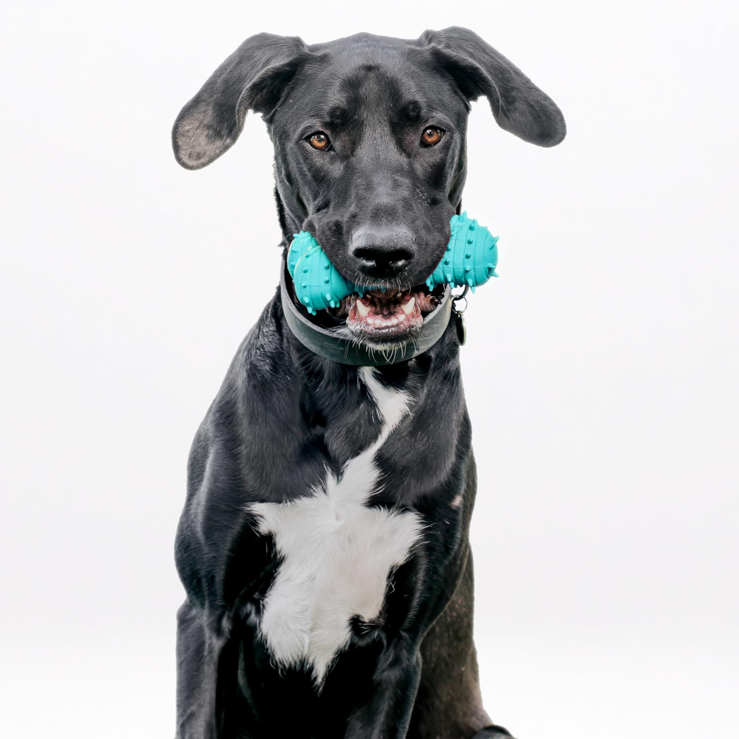 Playology Hundespielzeug | Beißknochen für große Welpen und junge Hunde | Erdnussbutterduft Jumbo-Hundeknochen Kauspielzeug | Beißspielzeug für Welpen
