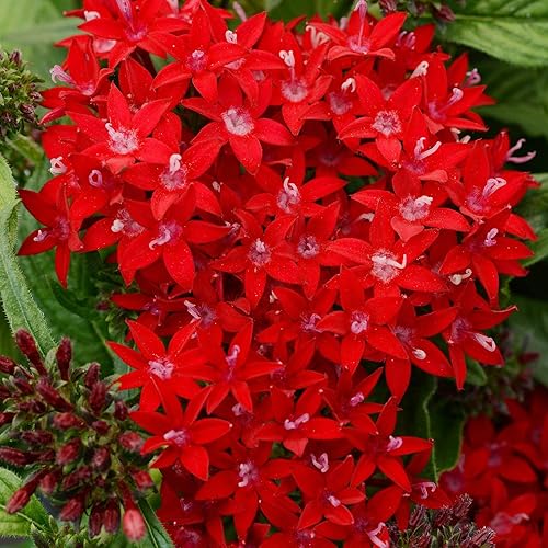 Más de 1000 semillas perennes de Pentas Lucky Star para plantar al aire libre, flores de Pentas Lanceolata sin OMG, semillas de racimo de estrellas