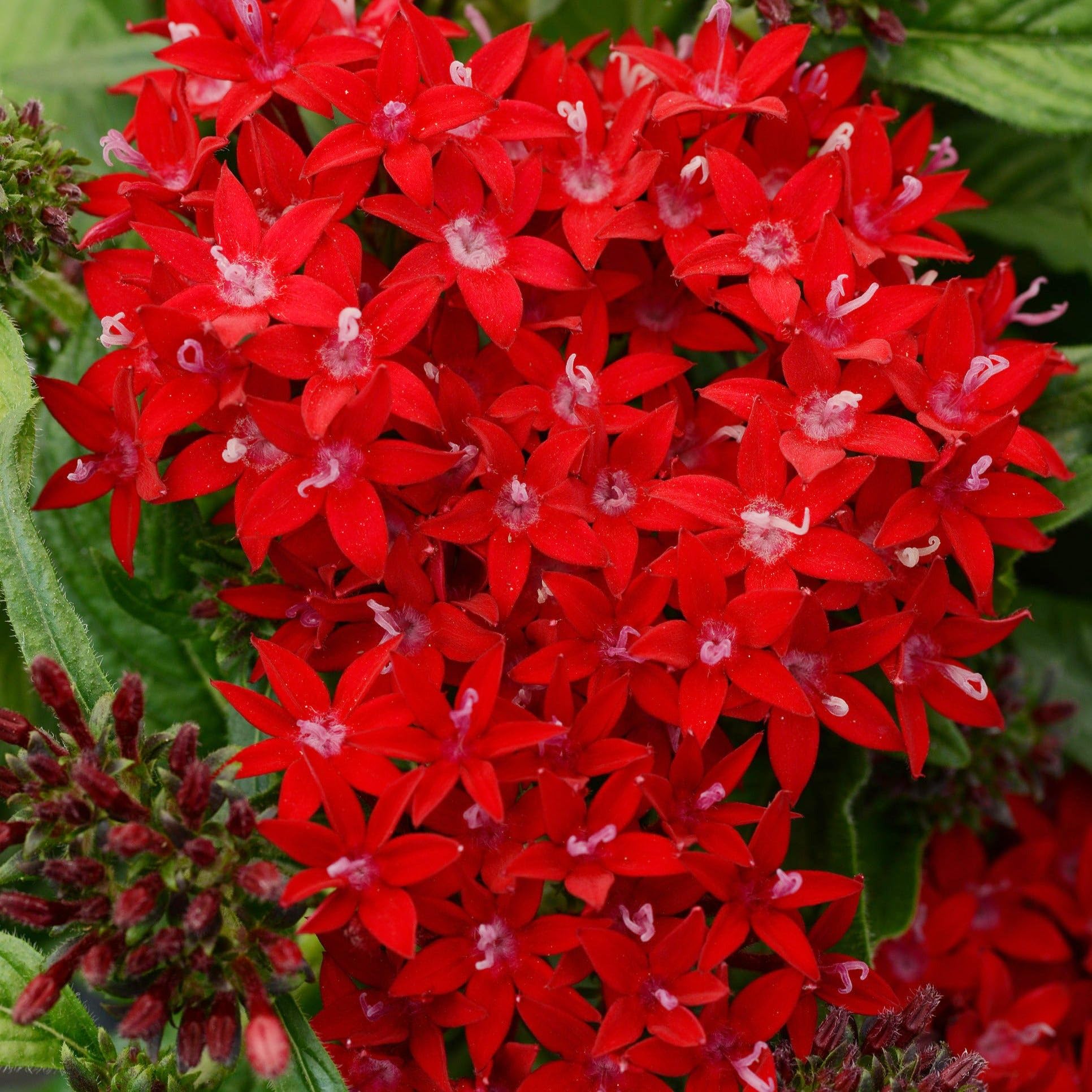 Amazon.com : 100+ Perennial Pentas Lucky Star Seeds for Planting  Outdoor-Pentas Lanceolata Flowers Seeds Non-GMO -Egyptian Star Cluster Seeds  Garden Home Plant : Patio, Lawn & Garden