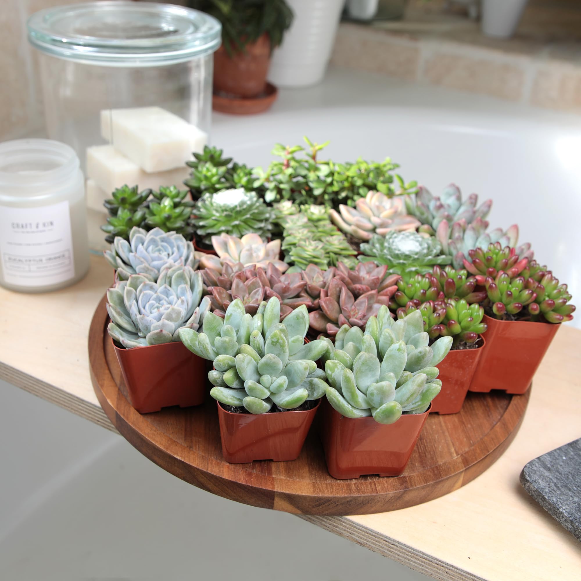 Amazon.com : Altman Plants, Live Succulent Plants (20 Pack) Assorted Potted Succulents  Plants Live House Plants in Cacti and Succulent Soil Mix, Cactus Plants  Live Indoor Plants Live Houseplants in Planter Pots :