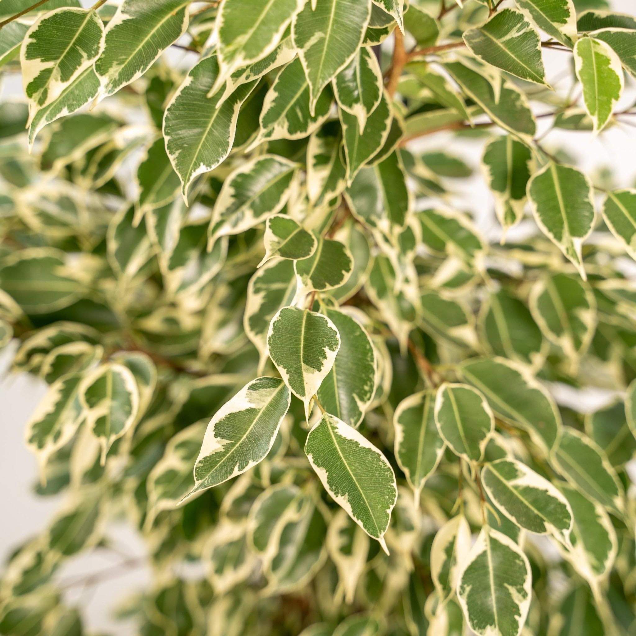 La Green Touch - Ficus benjamina Twilight h95cm - Plante d'intérieur - Pot 21cm, Hauteur 95 cm