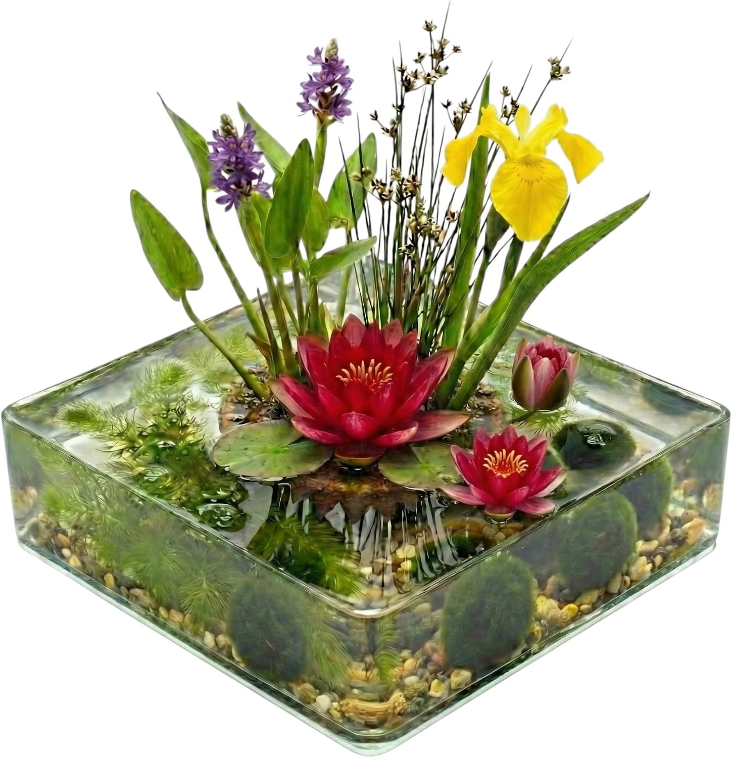 Complete Pond Plant Set Red 25-90L - with Dwarf Water Lily 11 Plants Oxygen Plants Substrate & Bacteria - Mini Pond Set for Clear Water without Filter - Hardy