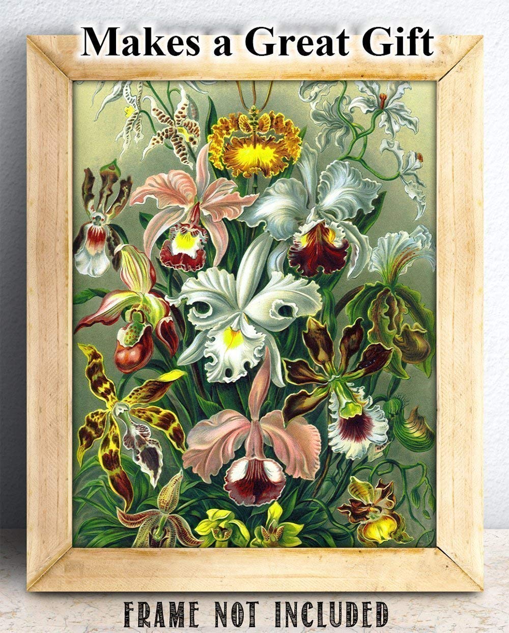 Amazon.com: Orchid Botanical Illustration, Ernst Haeckel - 11x14