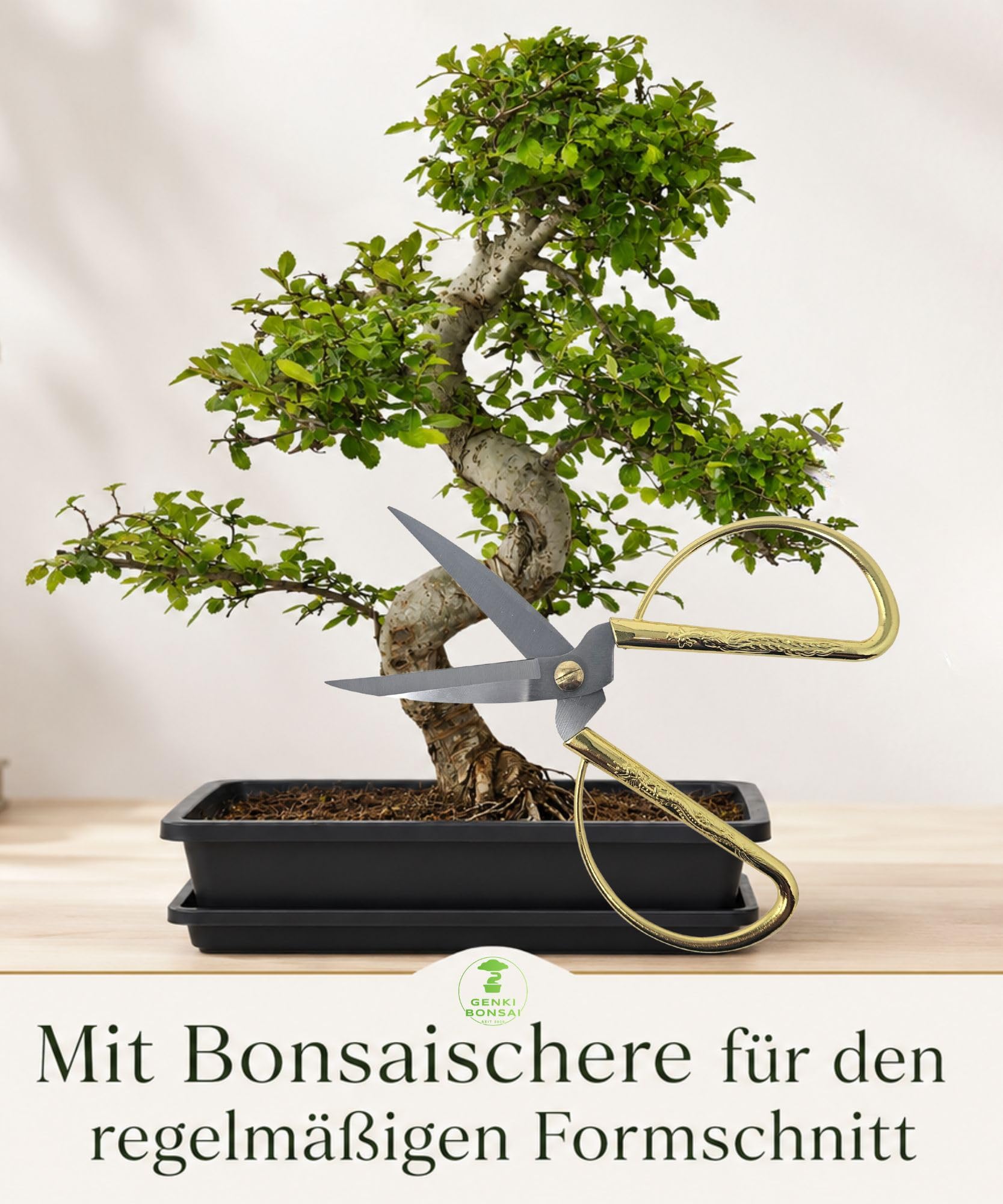 Chinesische Ulme Starterset 4-tlg. mit Schere & Pflegebuch | Zimmerbonsai, pflegeleichte Ulme, ideal für Anfänger, mit Untersetzer, 4-teiliges Komplettset für Zuhause