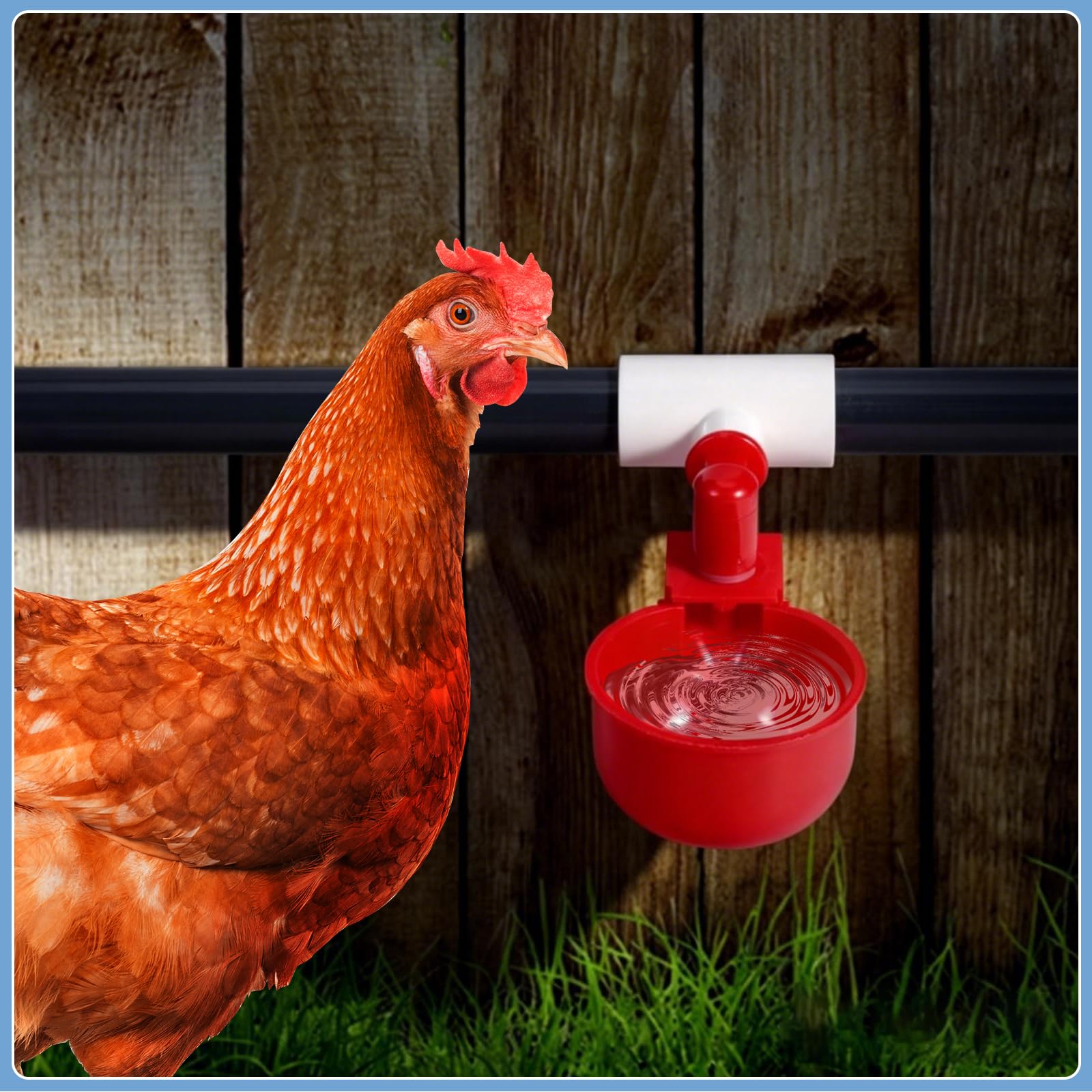 Bebedero AutomáTico para Pollos, Bebedero para Pollos de PVC ccon Piezas en T y Tubo de PVC, Regulador de PresióN para El Agua de AlimentacióN de Aves de Corral
