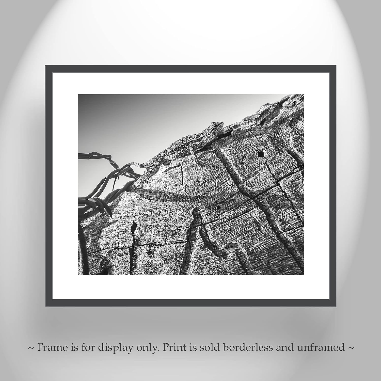 Western Fence Lizard Photograph in Black and White