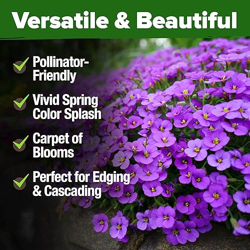 Miniatura 6 de HOME GROWN Aubrieta Rock Cress Purple, paquete de semillas de cobertura de suelo floreciente, semillas de berro perennes sin OMG para plantar