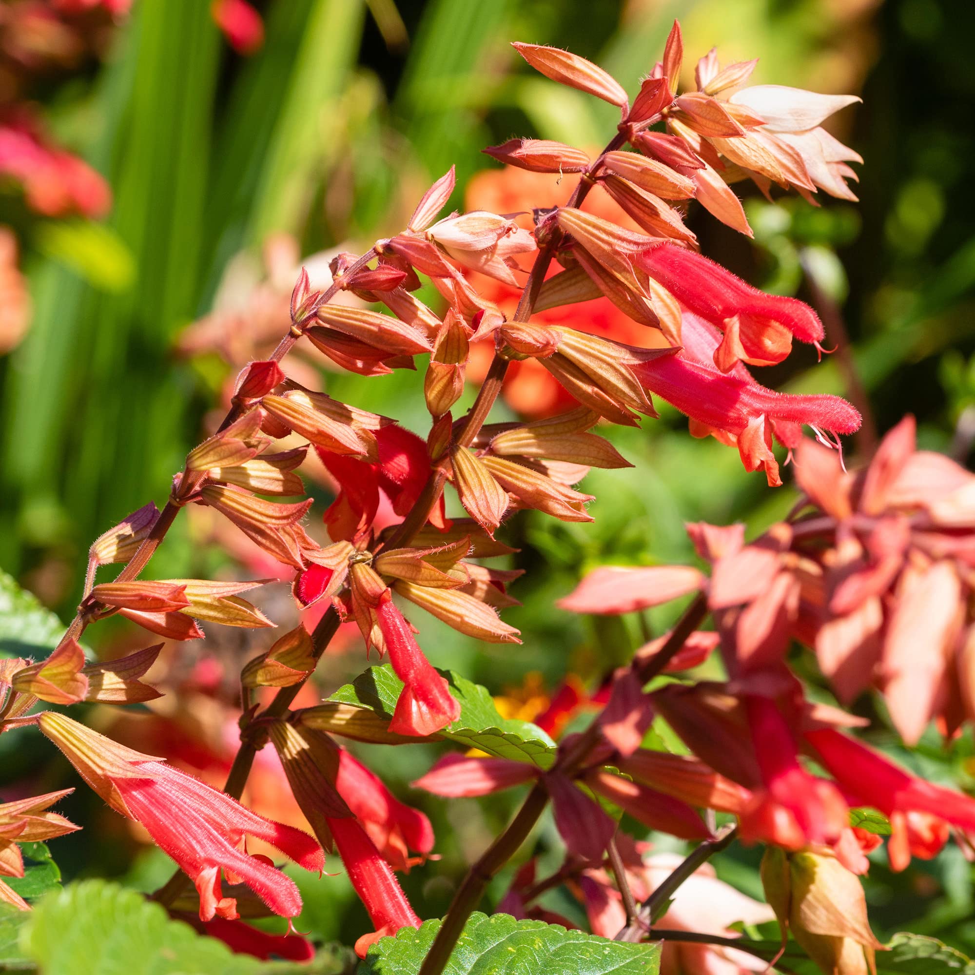 Salvia Ember's Wish | Garden Plant | Colourful Flowering Potted Herbaceous Perennial | 15-30cm (Incl. Pot)
