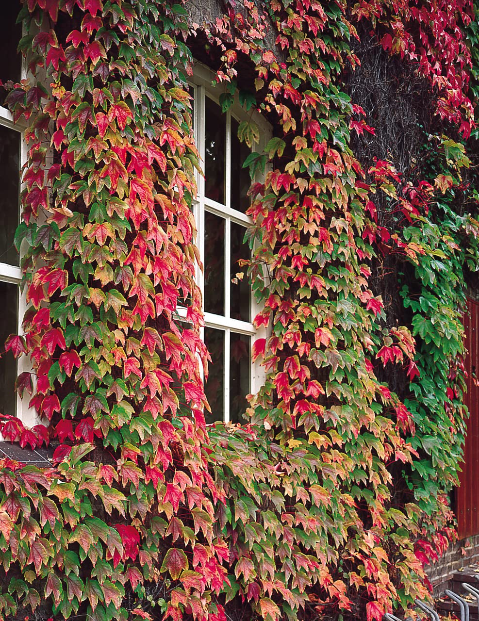 Seeds Ville Ornamental Boston Ivy Seeds For Home Garden - 30 Seeds Trial Pack - Best Decorative Plant Seeds (B09TJ7YHHC) Amazon Price History, Amazon Price Tracker