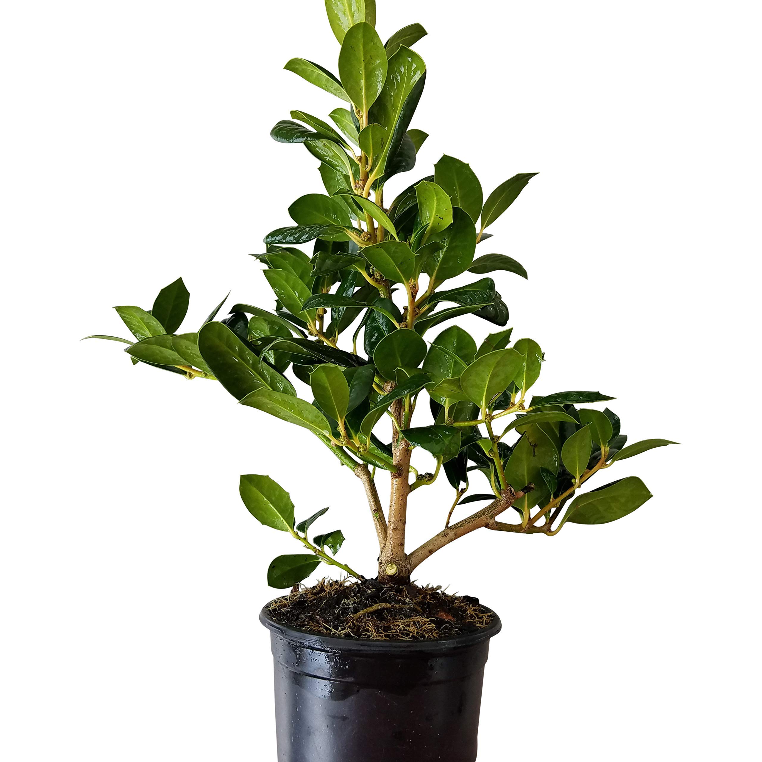 Sandy's Nursery Online 6-Pack Ilex