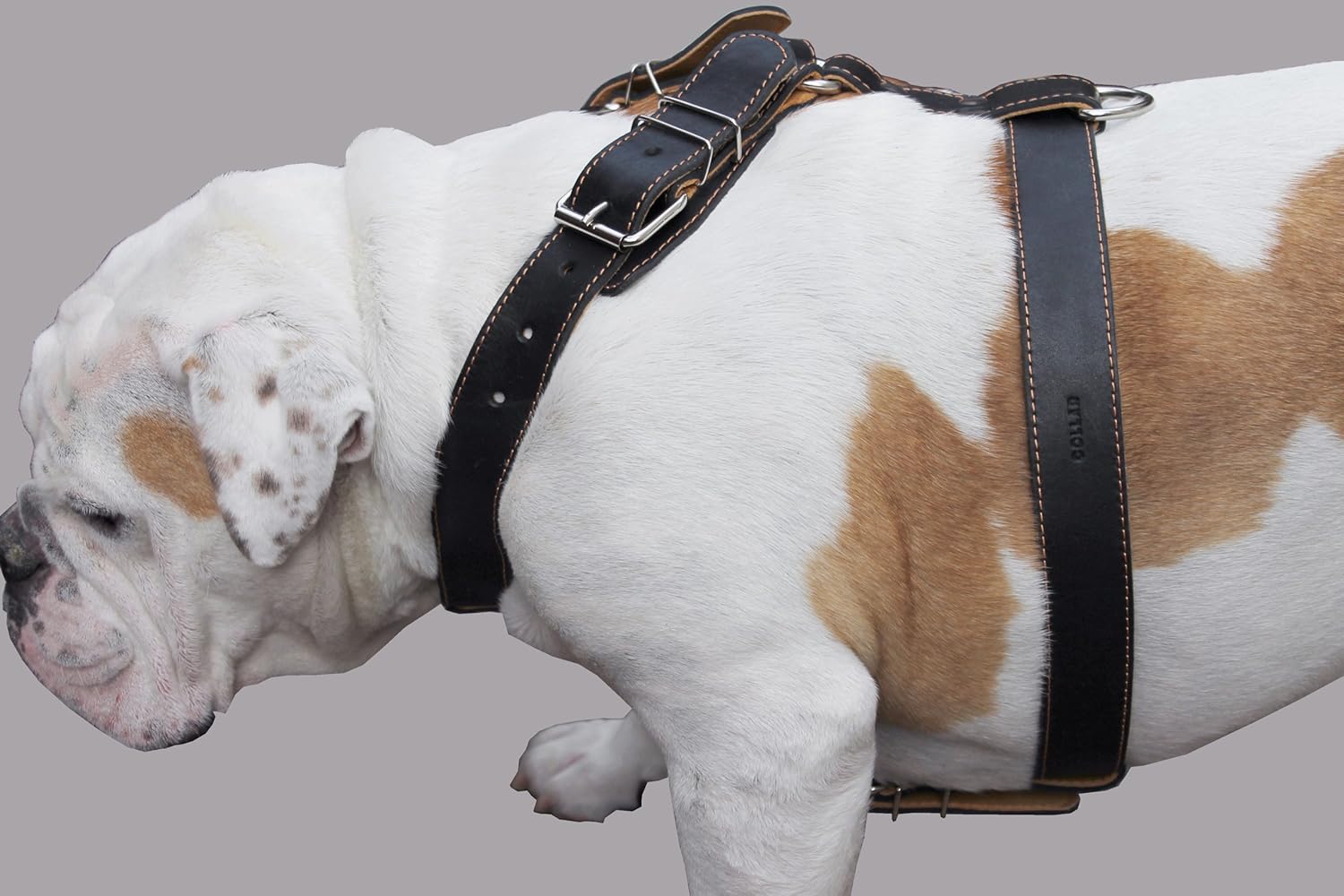 Black Genuine Leather Dog Harness. 28"-34" Chest, 1.5" Wide Straps, Rottweiler, Bulldog