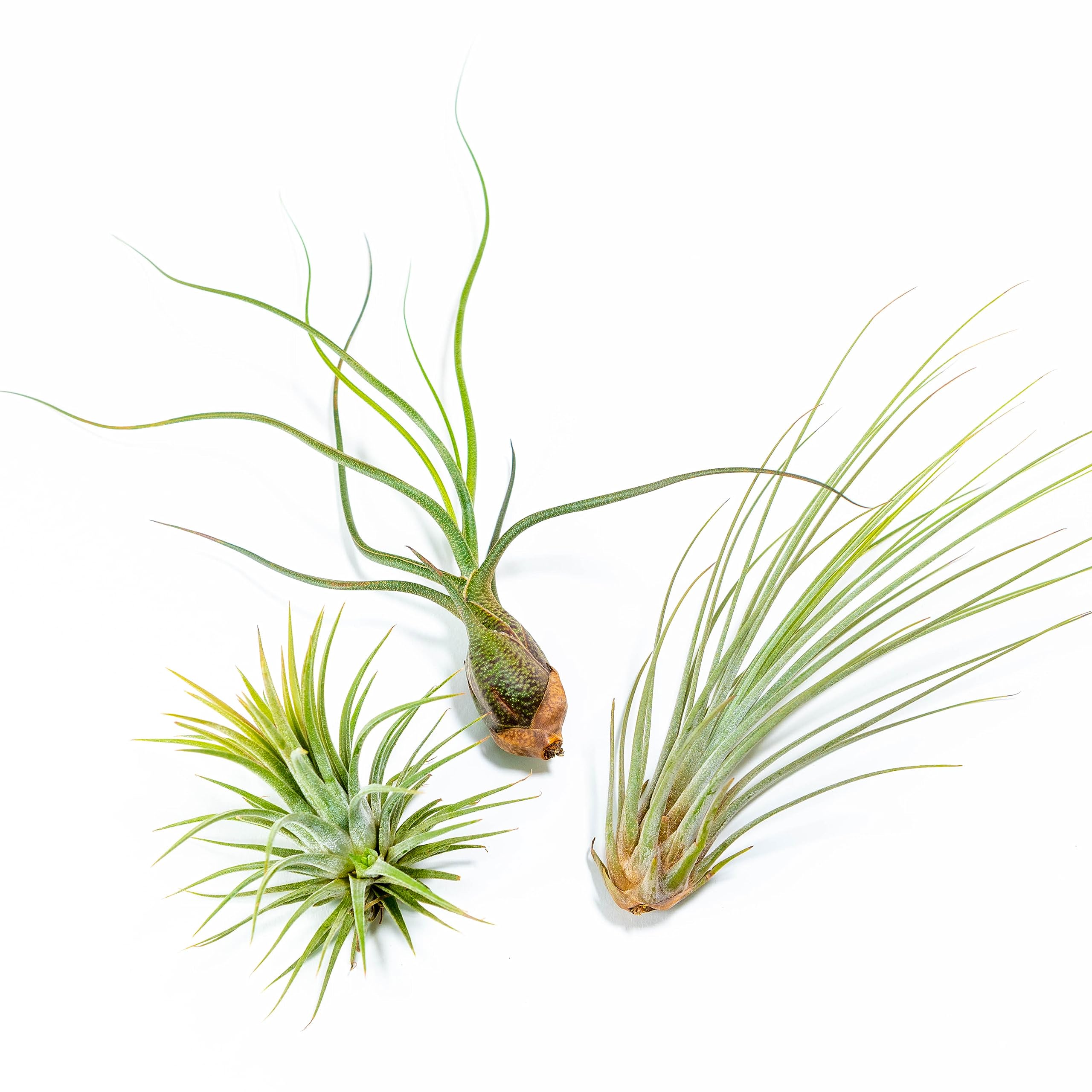 Plantes aériennes Tillandsia lot de 3 Ionantha Butzii Juncea pour intérieur et extérieur