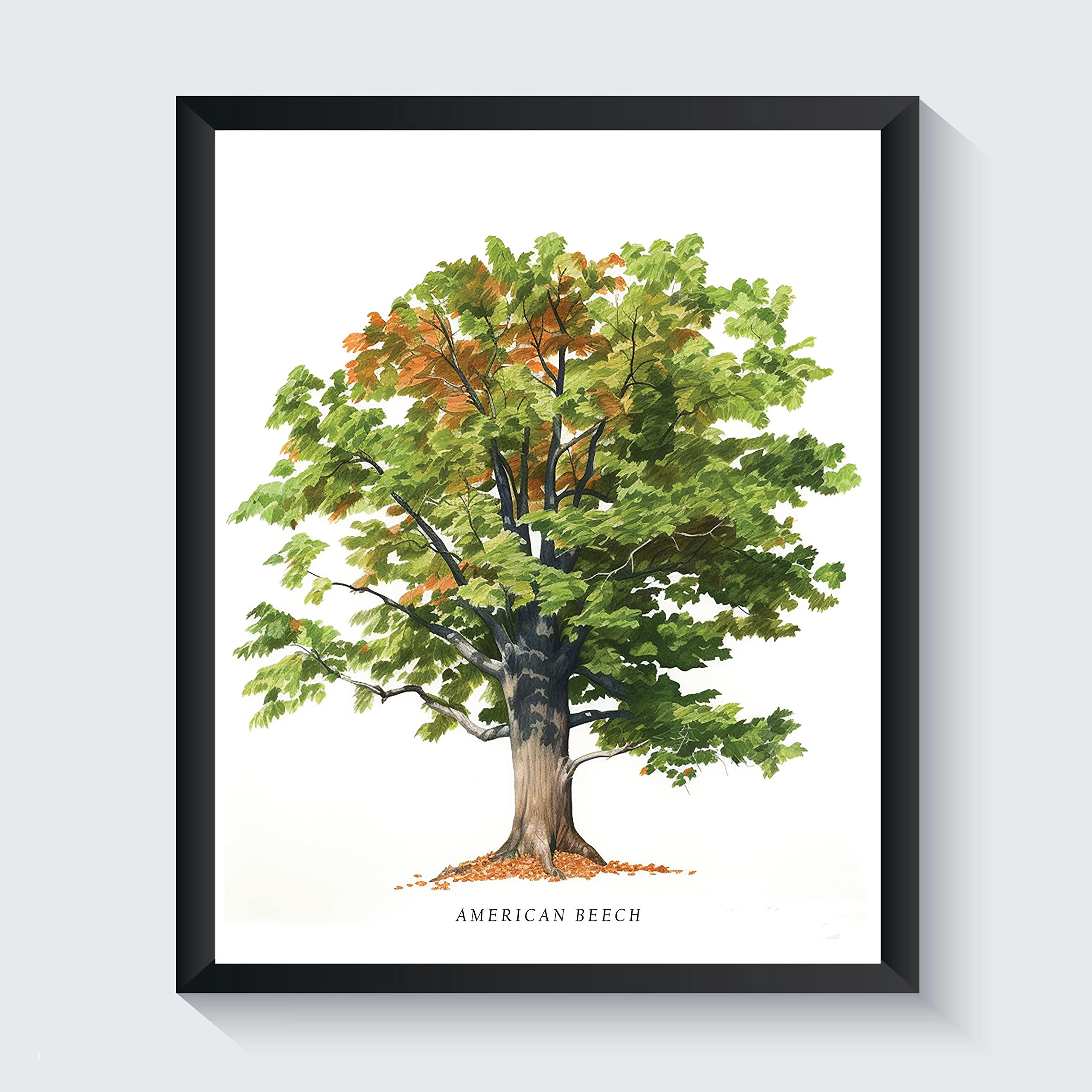 American Beech Tree Poster Wall Decor Art Painting, Tree Family Cottage Nordic Decor Print, Green Tree Forest Nature Wilderness Vintage Artwork Photo (American Beech, 11x14 inches + (Black Frame))