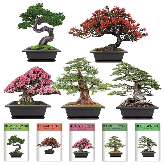 Buy Bonsai Tree Seeds Kit 5 Non GMO Heirloom Bonsai Seeds Growing