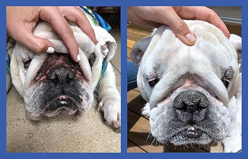 Miniatura 4 de Squishface Pasta antiarrugas  Bulldog Bulldog francés Pug Bulldog inglés limpia arrugas manchas de lágrimas bolsillos traseros y patas removedor de