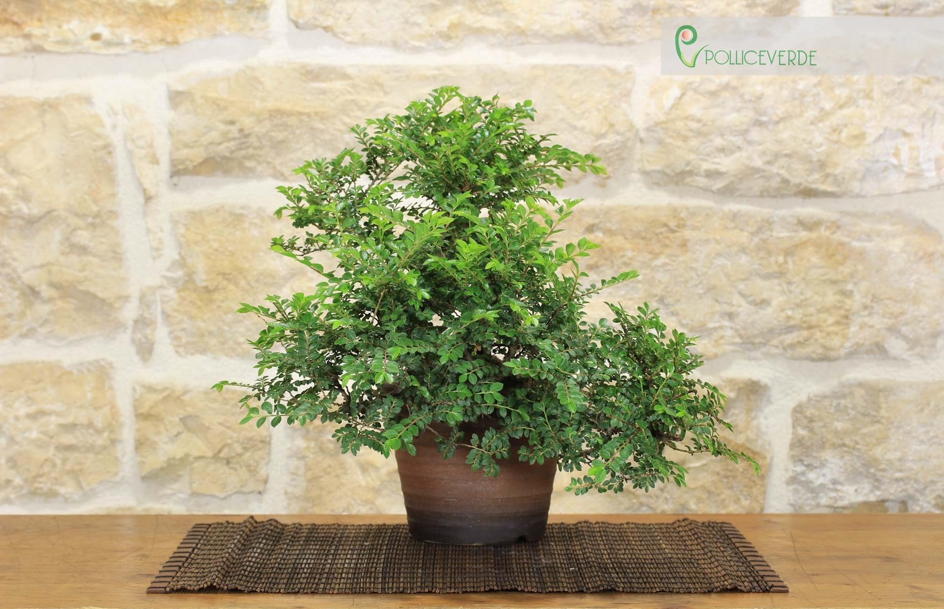 Bonsai di Olmo Parvifolia "Seiju" (90)
