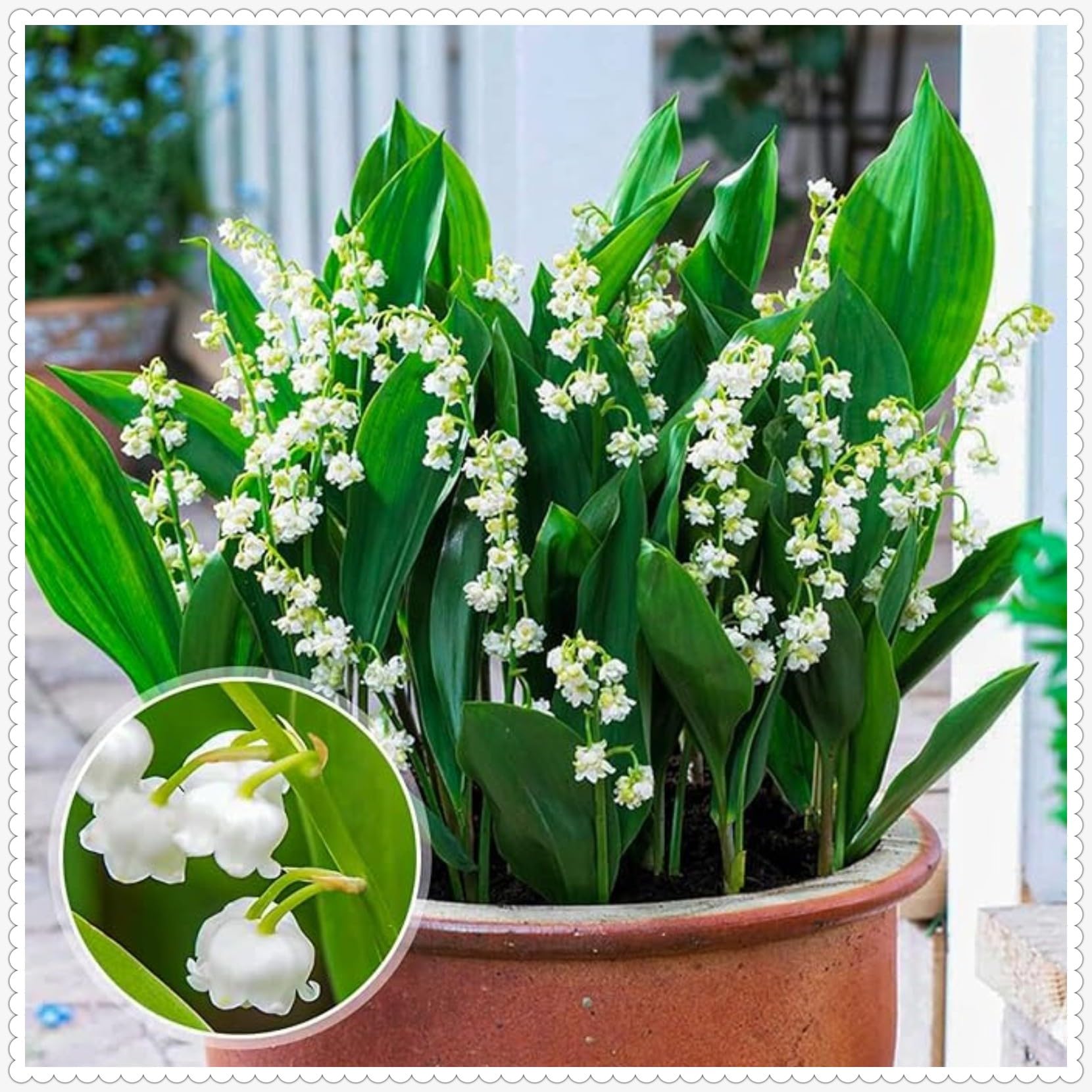 Lily of The Valley Bulbs Mix for Planting Now UK/Cut Flowers/Greening Flower/Strong Plants That Grow Well/Good for Containers/Natural Organic/Wedding Flowers.-5Bulbs-B
