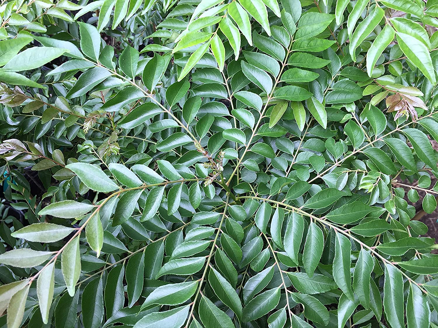 Royal Paradise Garden Rare Curry Leaf Plant Murraya koenigii 1 live plant