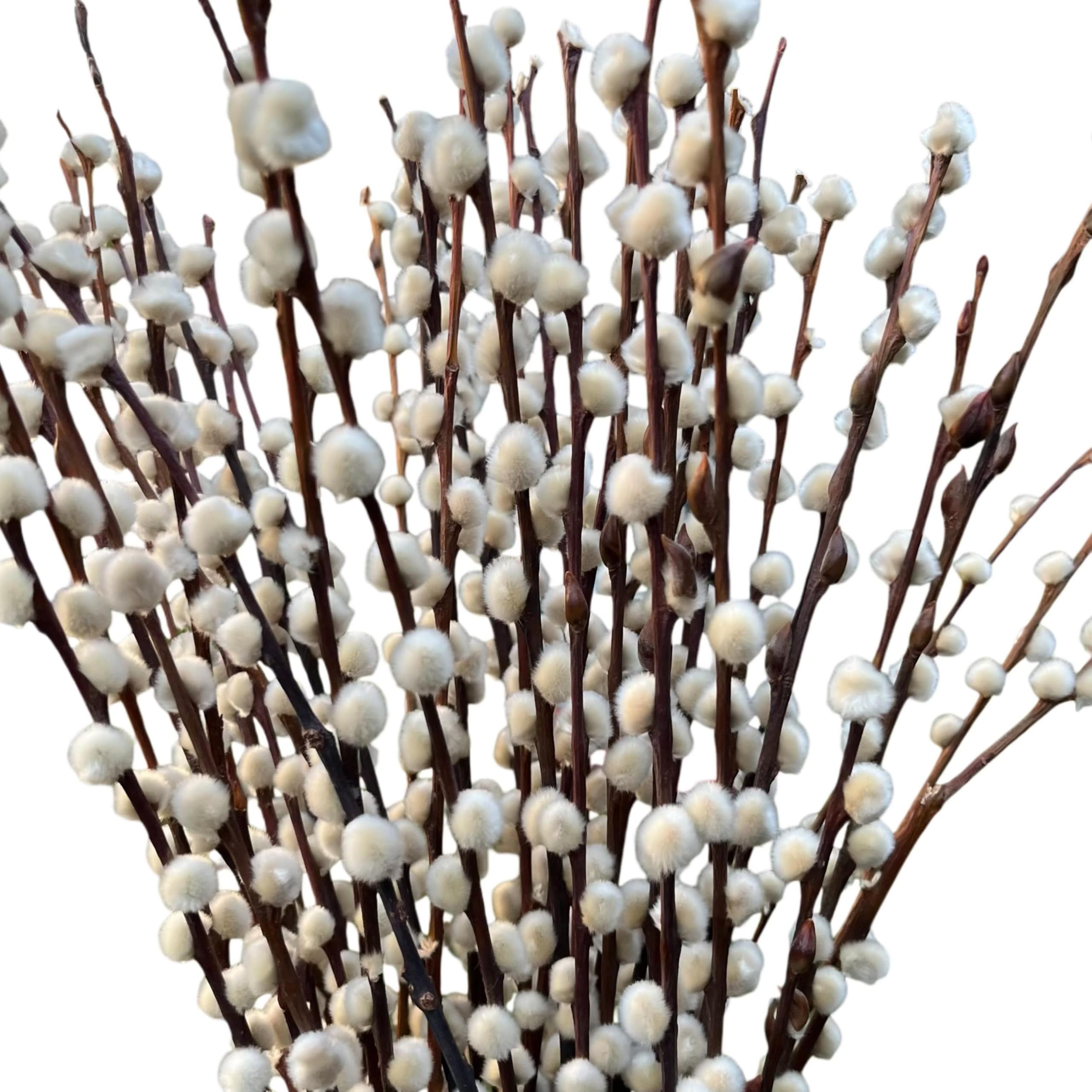 frischer natürlicher WEIDENKÄTZCHEN Bund 80cm. Hochzeitsdeko Osterdeko Frühlingsstrauß (2)