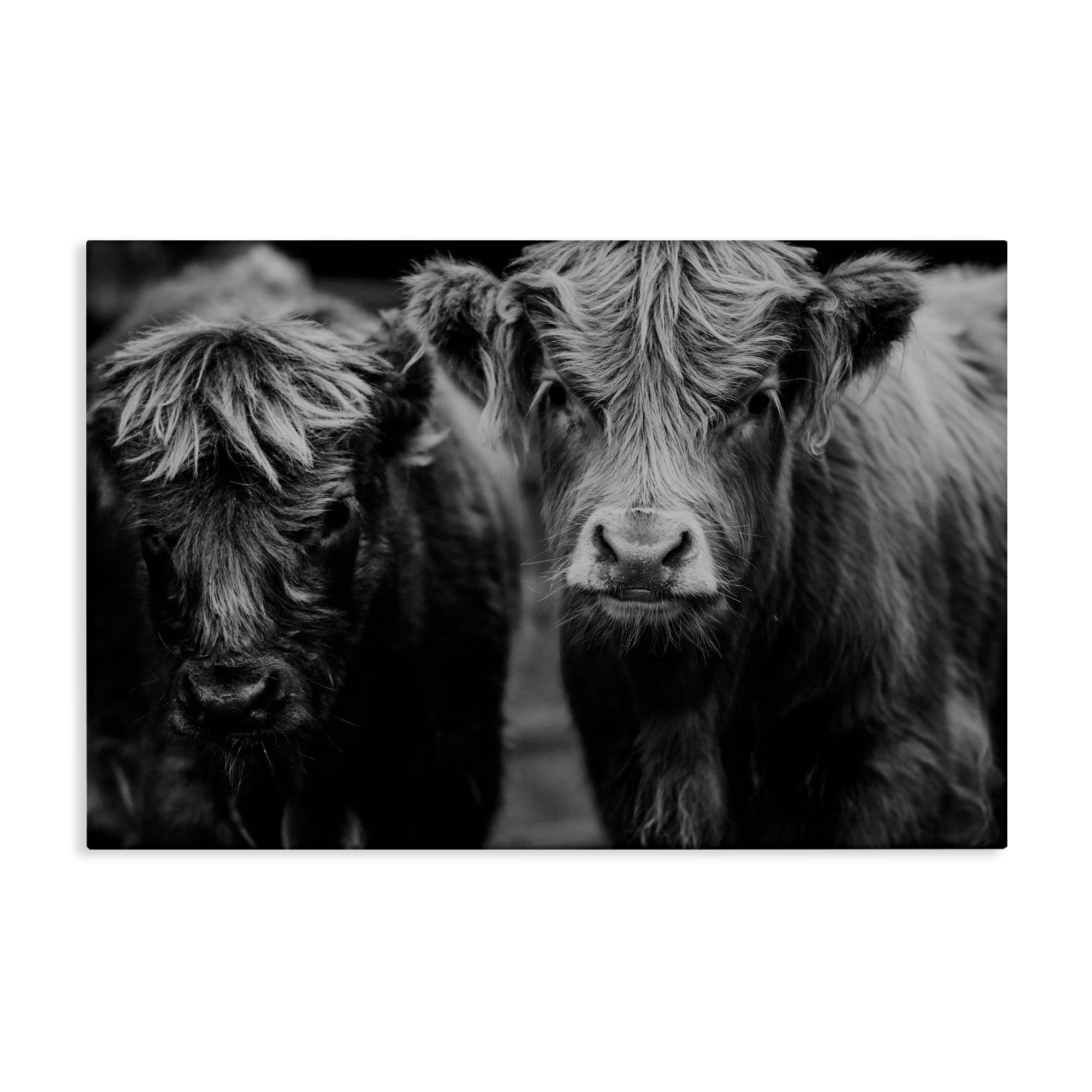 Stupell Industries Cow Faces on Farm Canvas Wall Art, design by Amy Carroll, 20 x 30