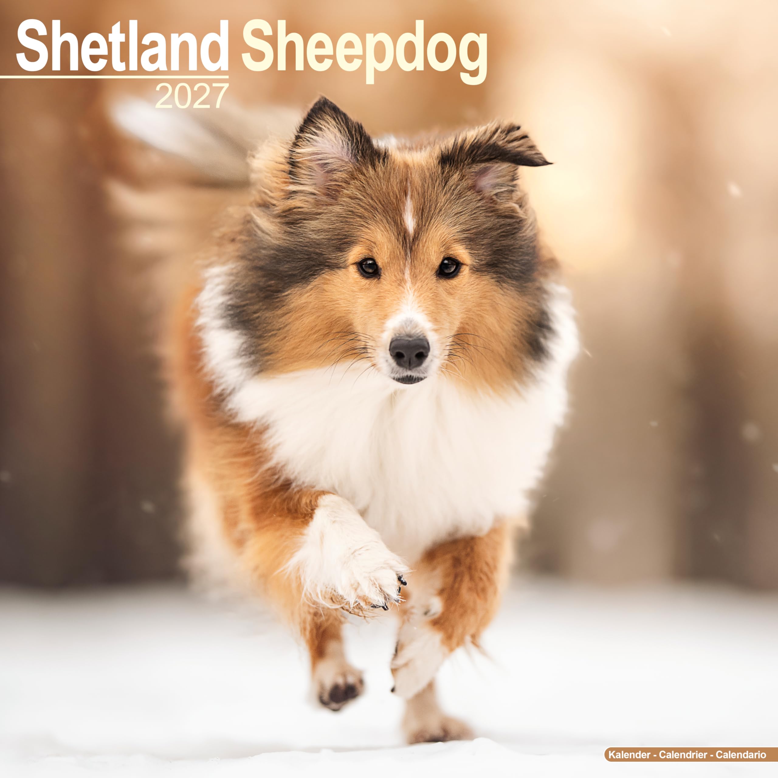 Shetland Sheepdog 2027 Calendar | Square Wall Calendar | Dog Breed Gift | Plastic Free Packaging | by Avonside Publishing