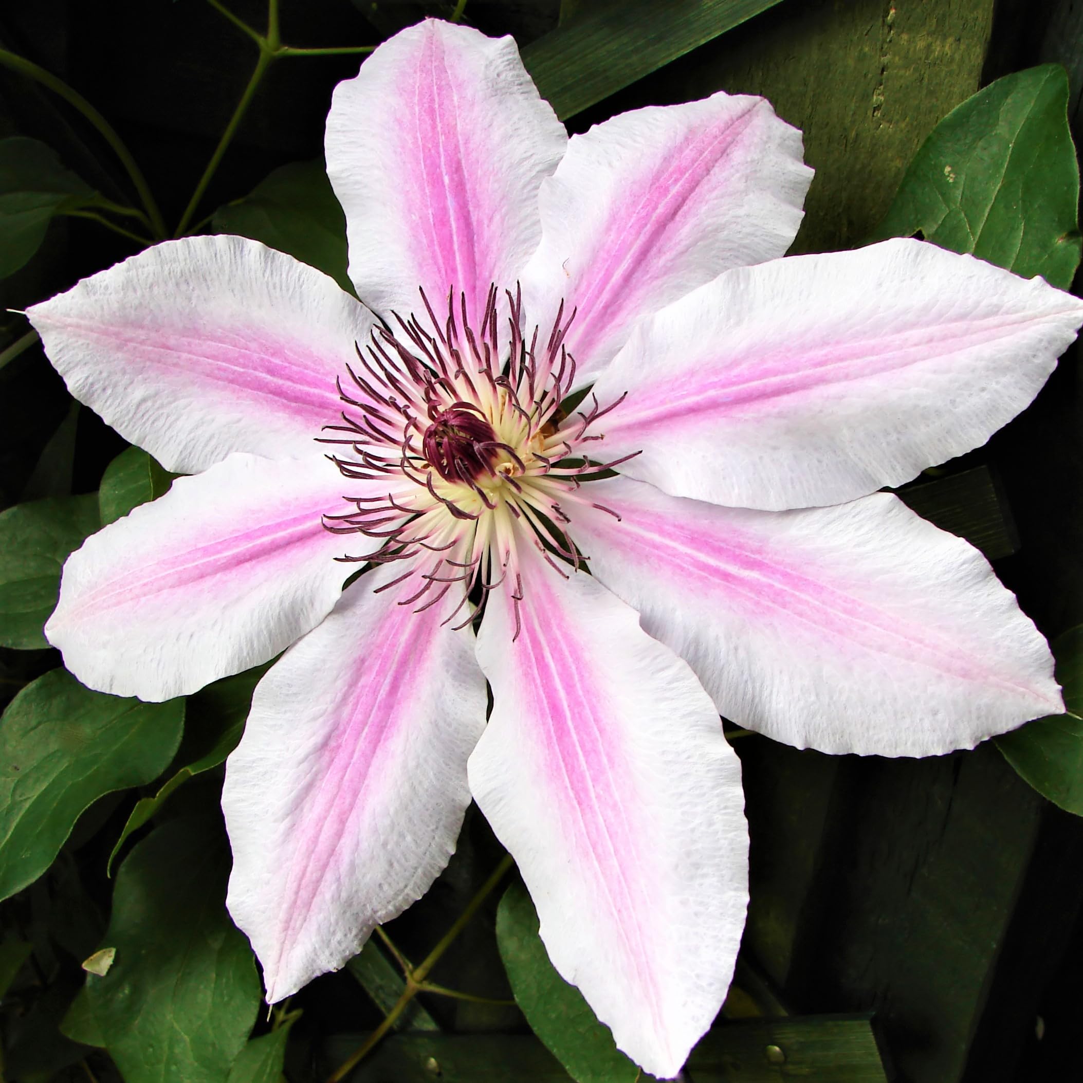 Easy to Grow Clematis Nelly Moser