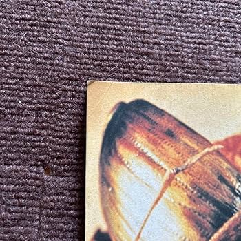 レア美品【初期パンフレット_貴重☆】デヴィッド