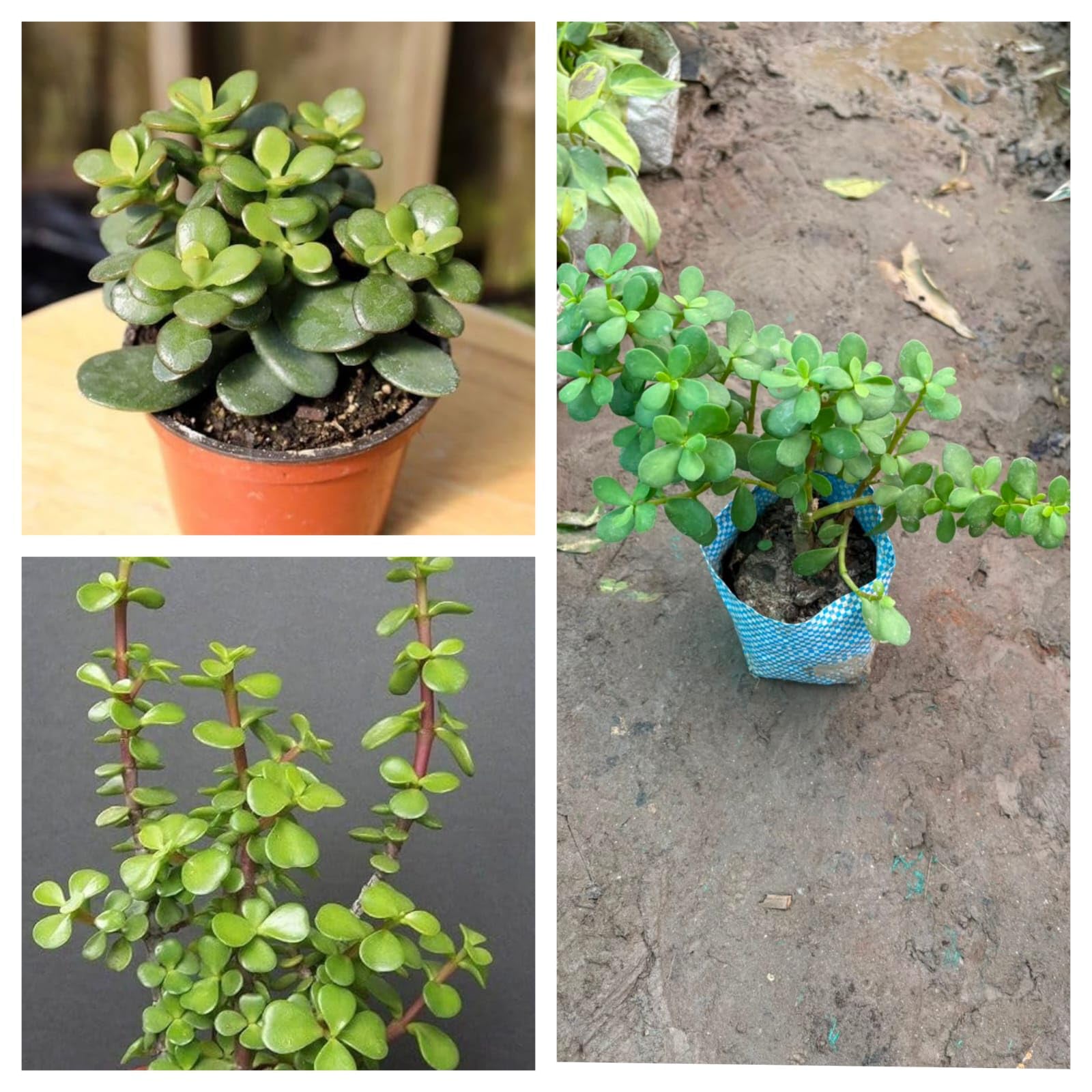 1 HYBRID INDOOR AND OUTDOOR GARDEN LIVE ORGANIC GREEN JADE PLANT BEAUTIFUL AND HEALTHY ALL TIME PODHA-image-7