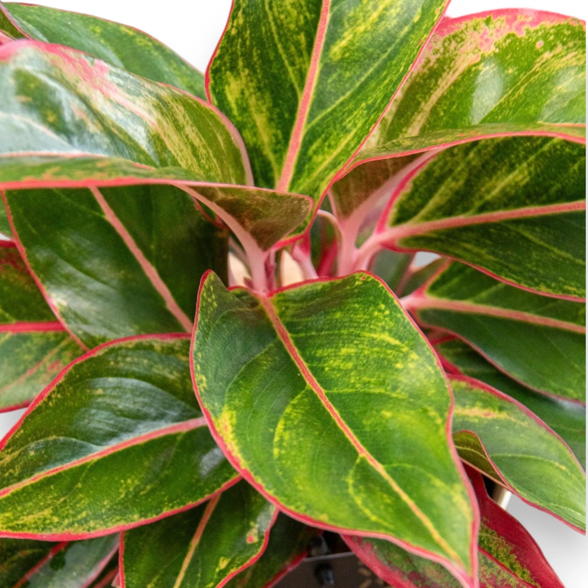 Aglaonema 'Jungle Red' Pianta da Interno, Colore Rosso e Verde, Altezza 60 cm, Vaso 19