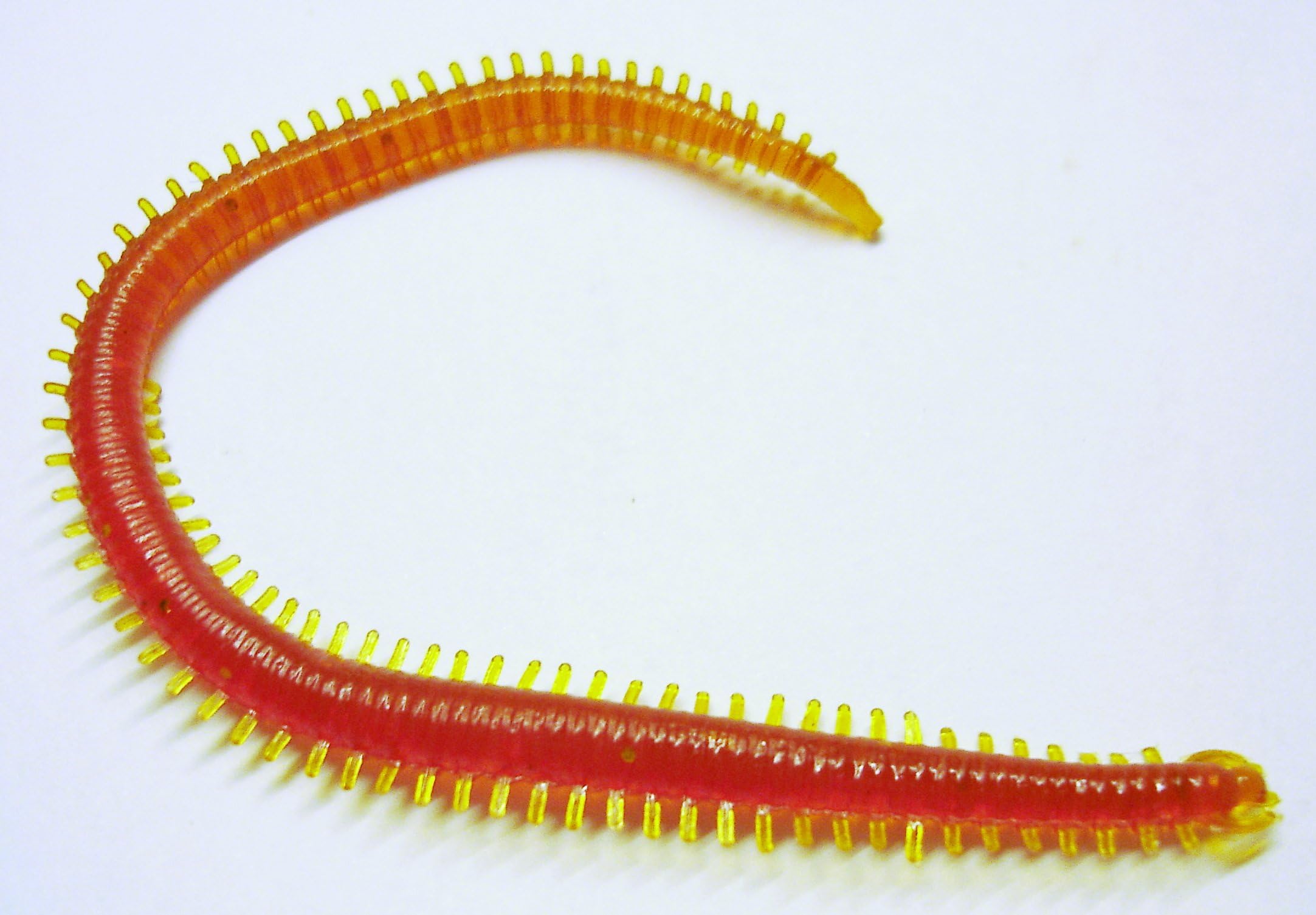 Conx2 Fish Rag Worm Soft Baits 140mm Highly Realistic Styles and Colours 1 Pack of 5 Worms