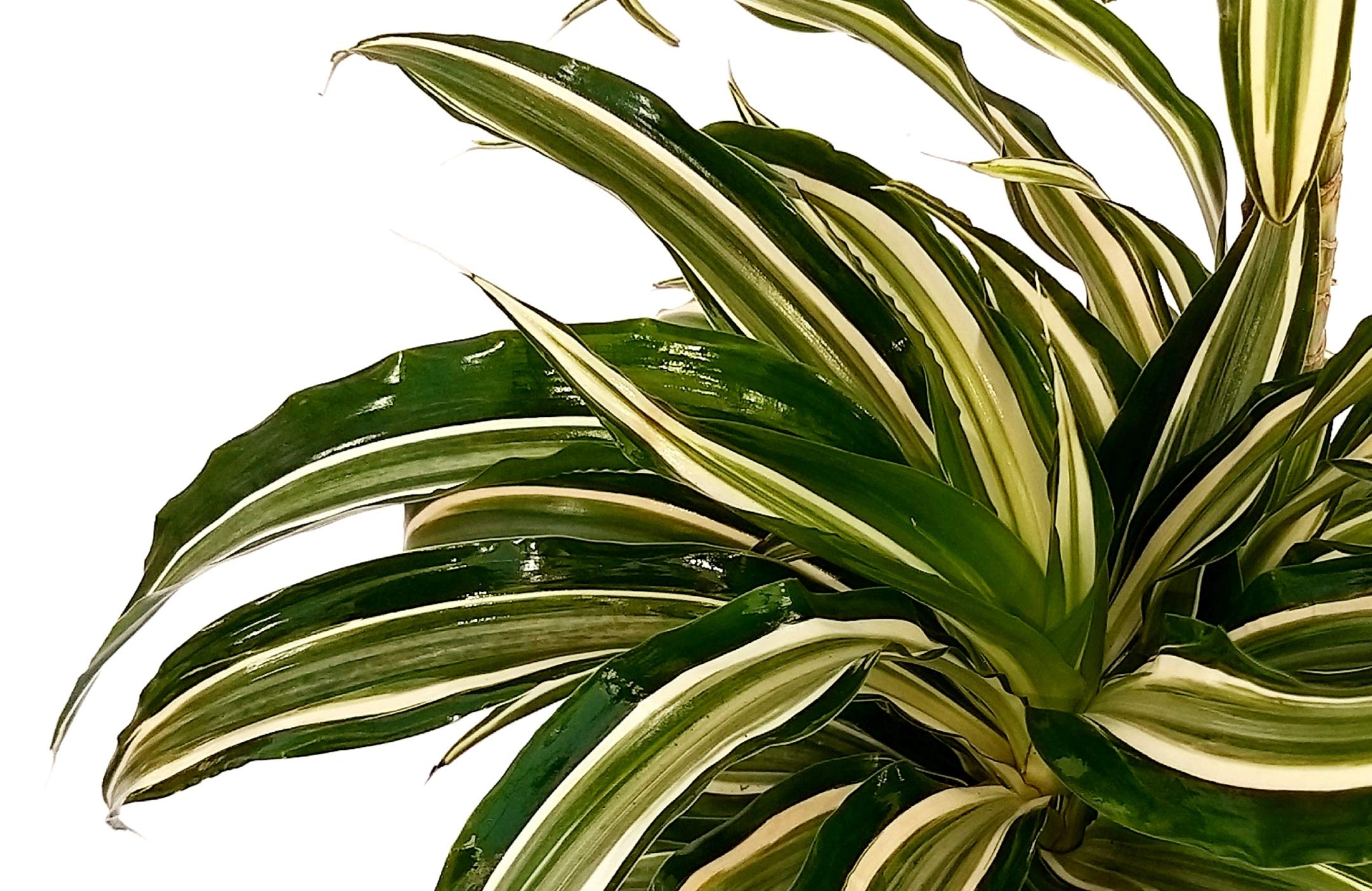 POWERS TO FLOWERS - DRACENA WHITE STRIPE COMPACTA IN VASO CERAMICA BIANCO, pianta vera
