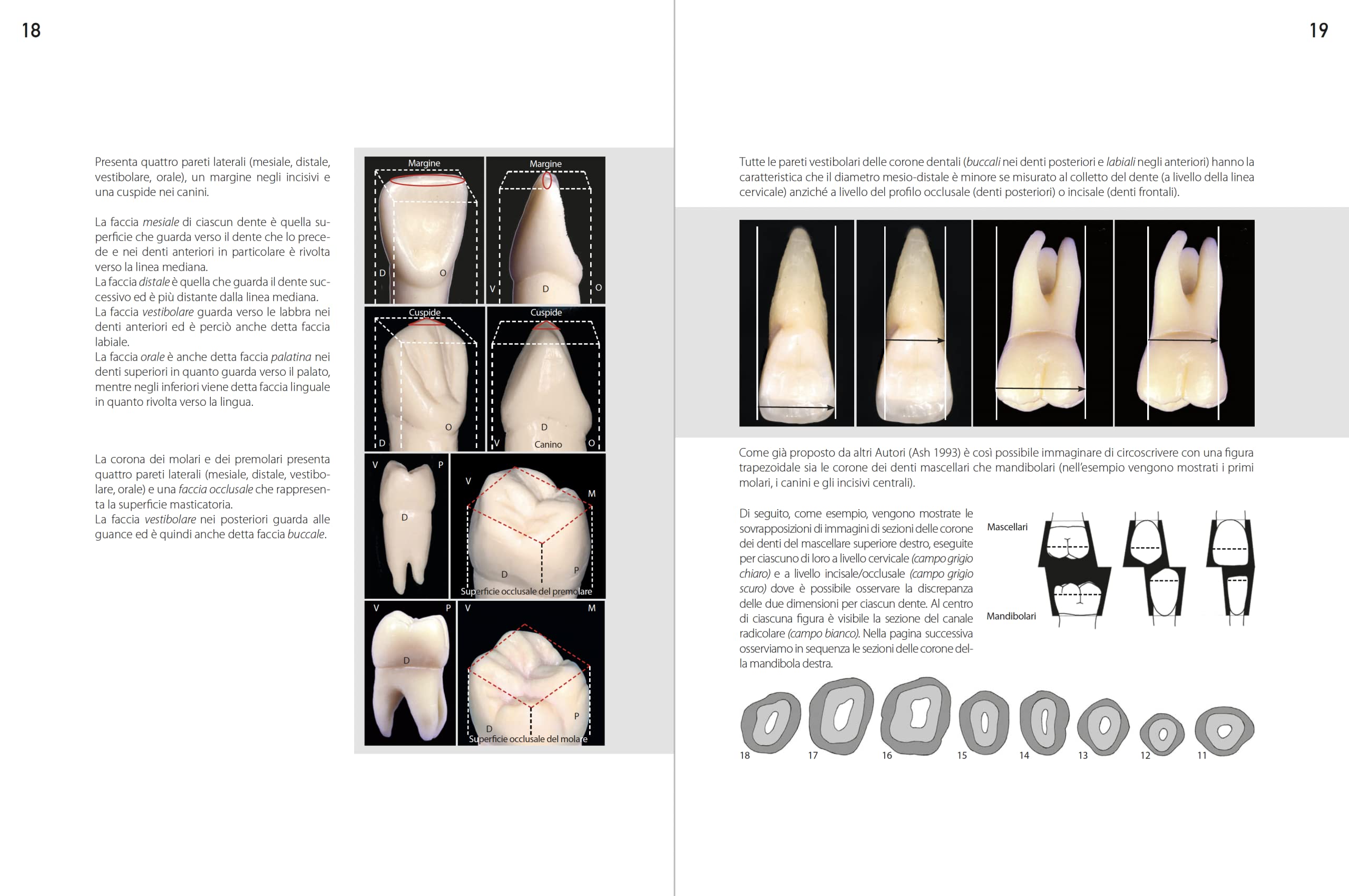 Morfologia dentale. Estetica e funzione
