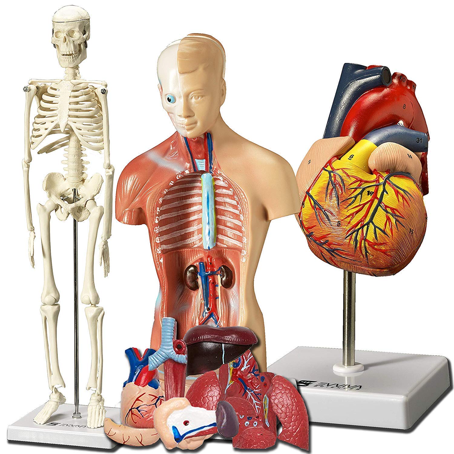 Buy Teaching ToolsHuman Heart Torso And Skeleton Models,Best Set of 3