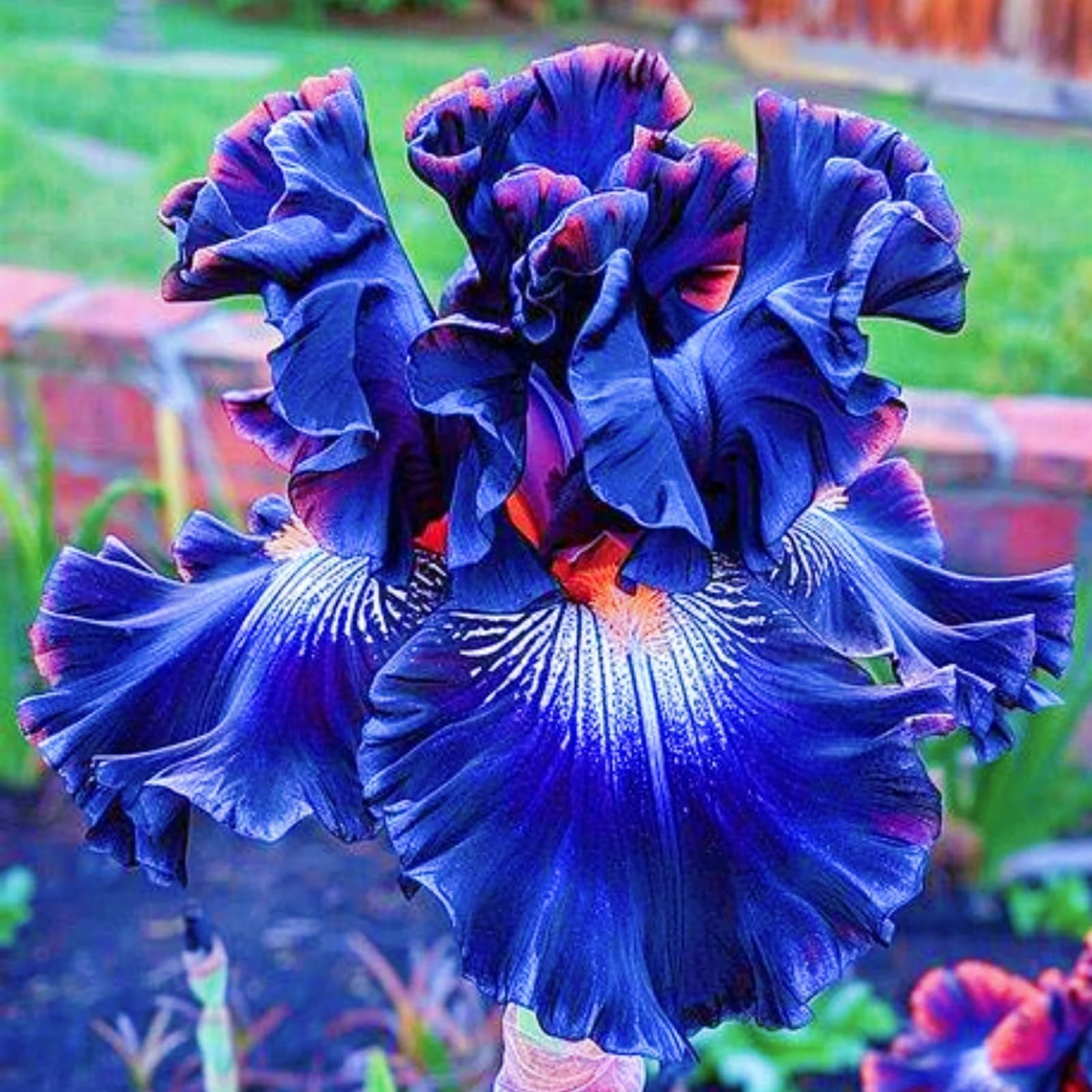 Iris Bulbs Mix Bulk - Iris Plant for Planting Excellent Display Indoor Perennial Balcony Garden Bulbs Can Be Potted-4Bulbs-B