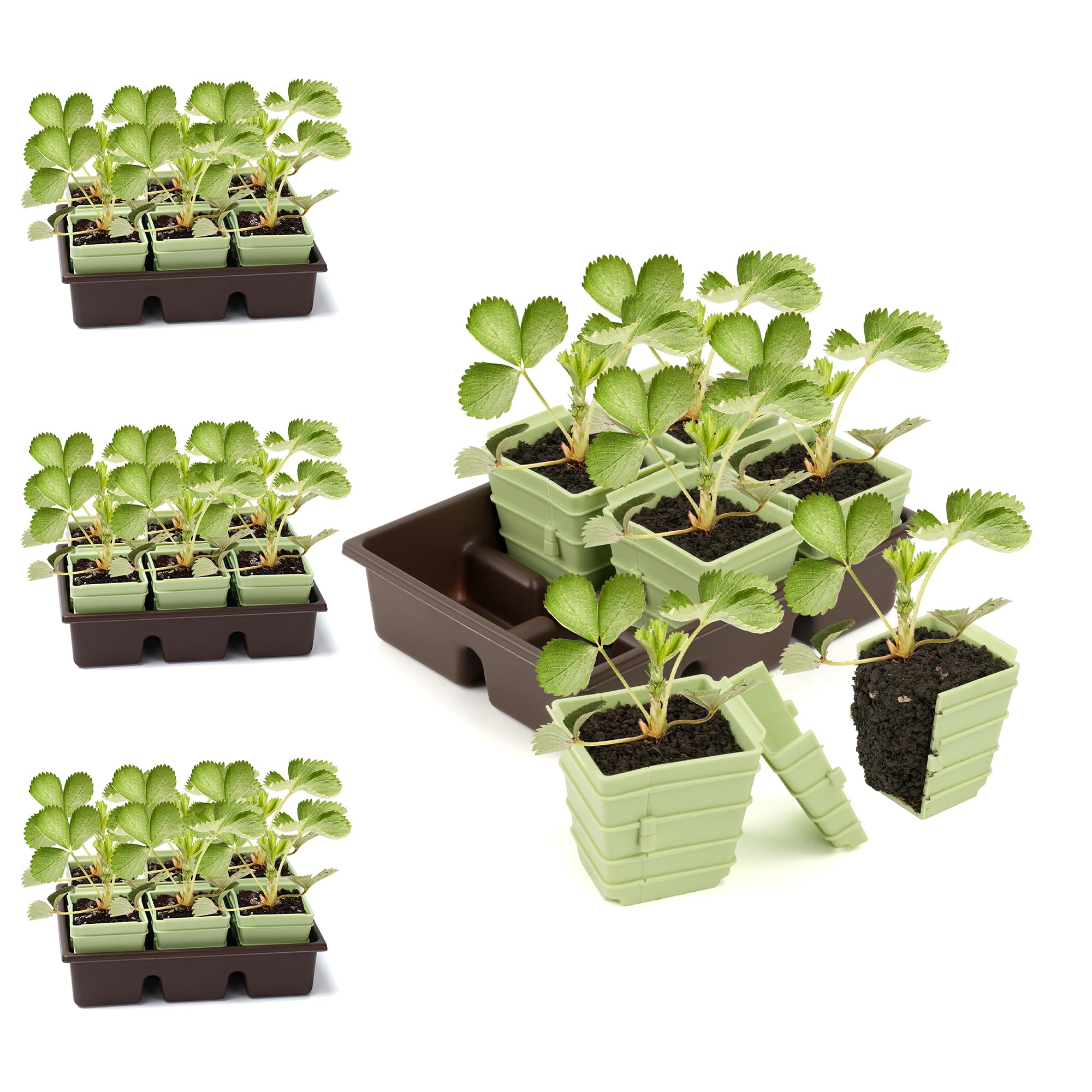 Green Bazzar - Bandeja de inicio de semillas de 8 unidades, bandejas reutilizables para germinación de plantas con 24 células individuales, ideal para germinar semillas en interiores y