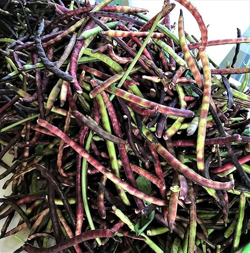 1 libra Top Pick Pinkeye Purple Hull Peas Cow Pea - Semillas de guisante del sur - Adornos de plantación de jardín perenne fácil de cultivar macetas