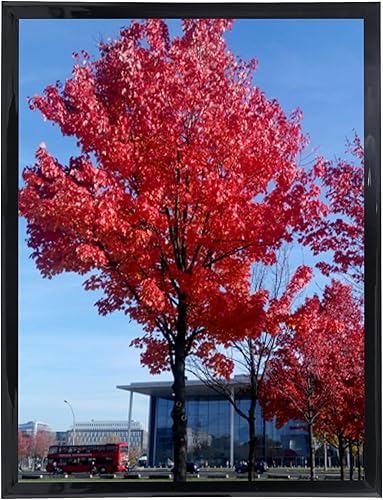 Medog - Portarretratos de 10 x 12 pulgadas para pared, color negro, marco para exhibir fotos 10x12, certificados y documentos, para colgar en la